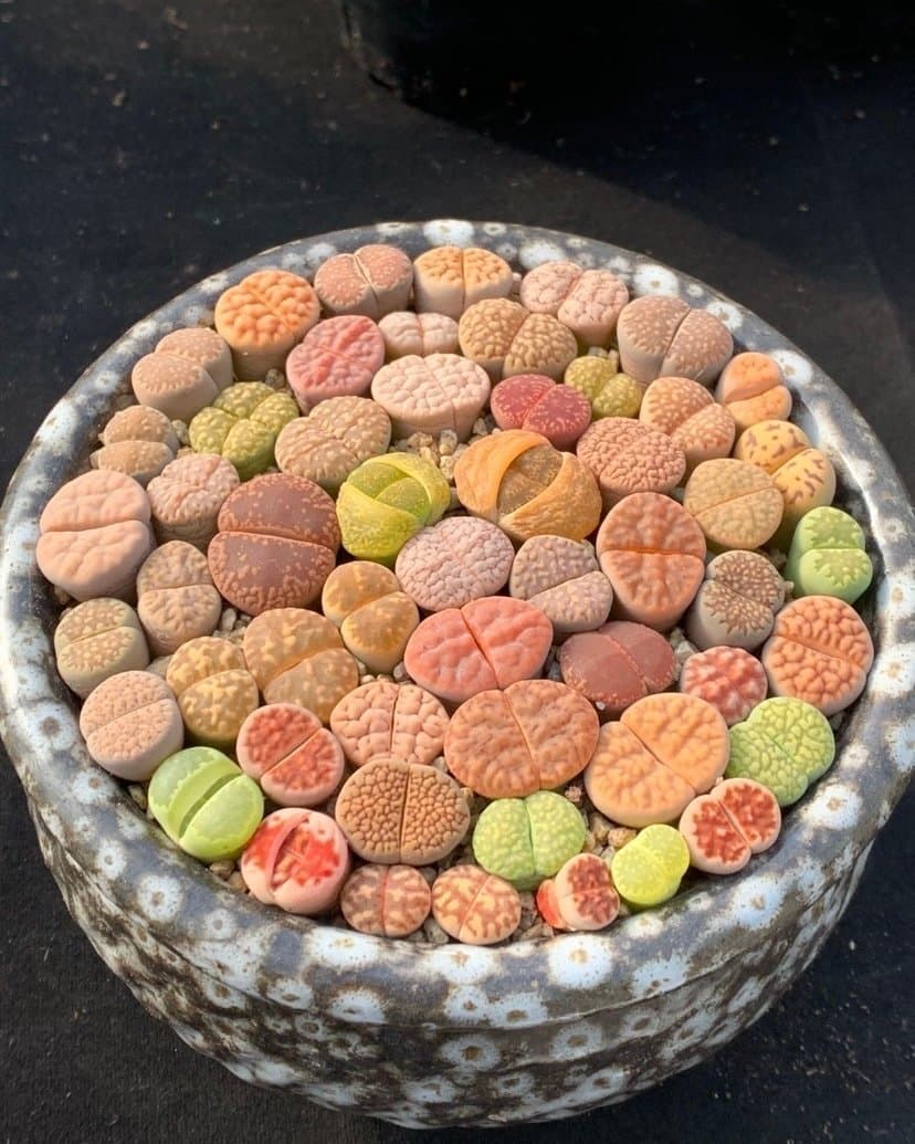Lithops Plants 3st - Stone Flowers