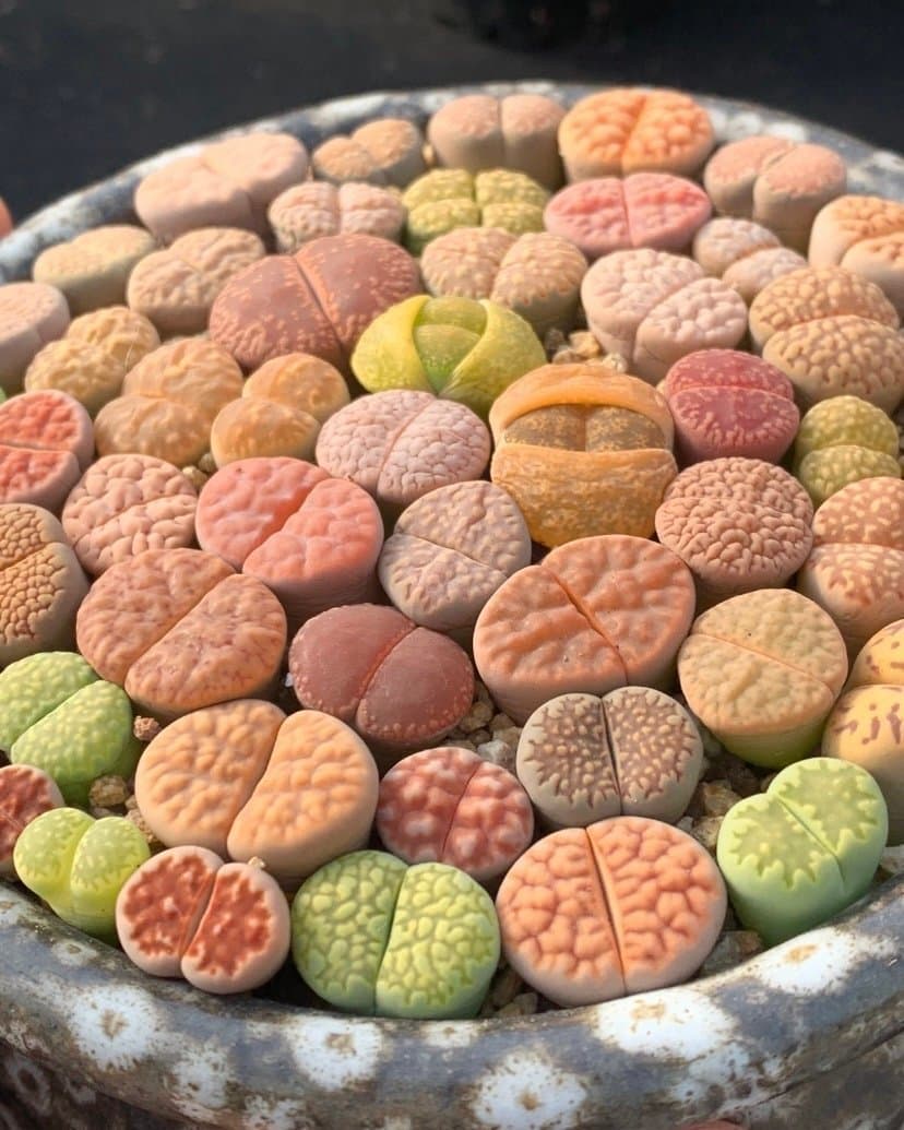 Lithops Plants 3st - Stone Flowers