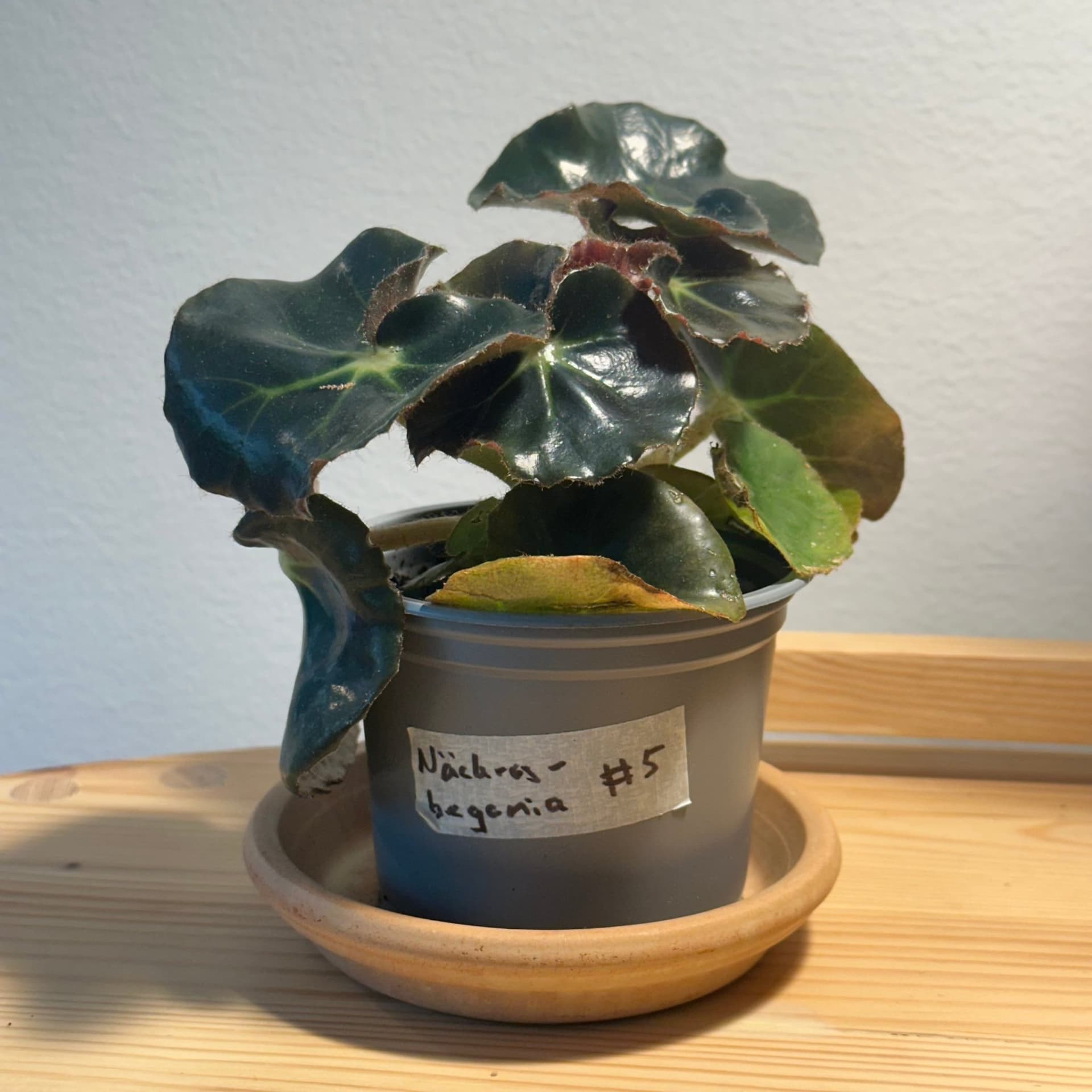 Äkta näckrosbegonia, en trolsk lättodlad skatt - jordrotad planta #5