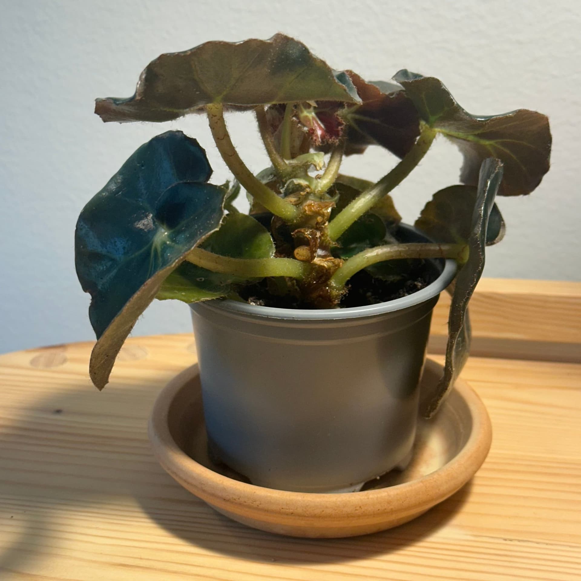 Äkta näckrosbegonia, en trolsk lättodlad skatt - jordrotad planta #5