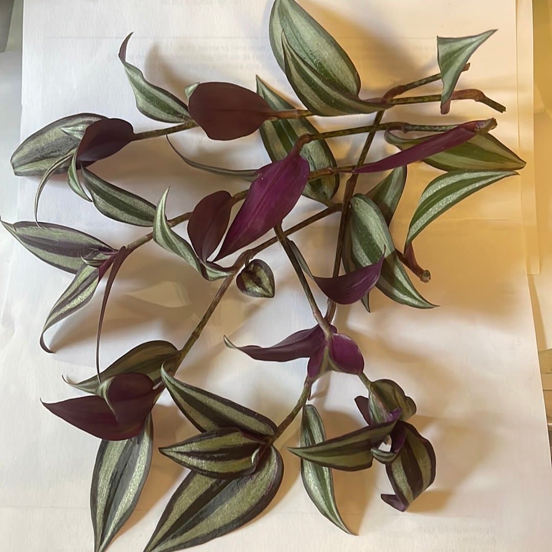 Zebrablad, Tradescantia zebrina, 5 sticklingar