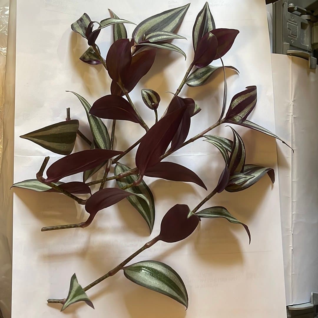 Zebrablad, Tradescantia zebrina, 5 sticklingar