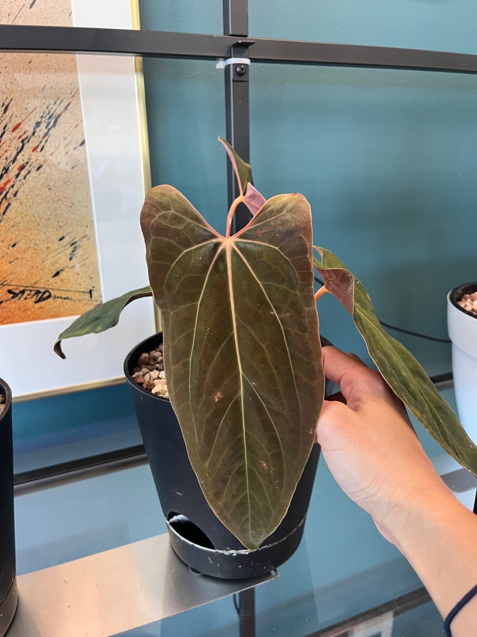 Anthurium RLFS X RL