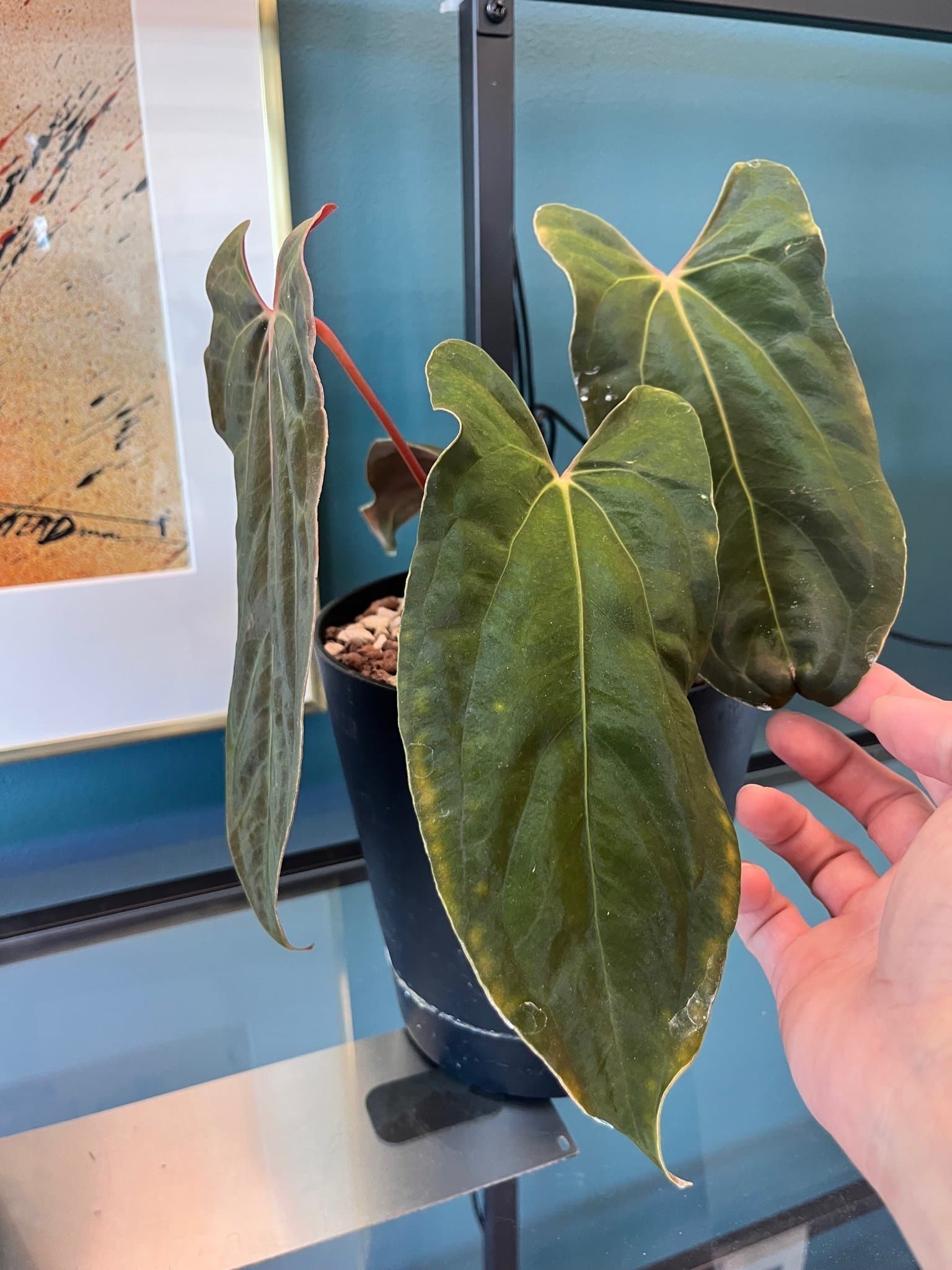 Anthurium RLFS X RL