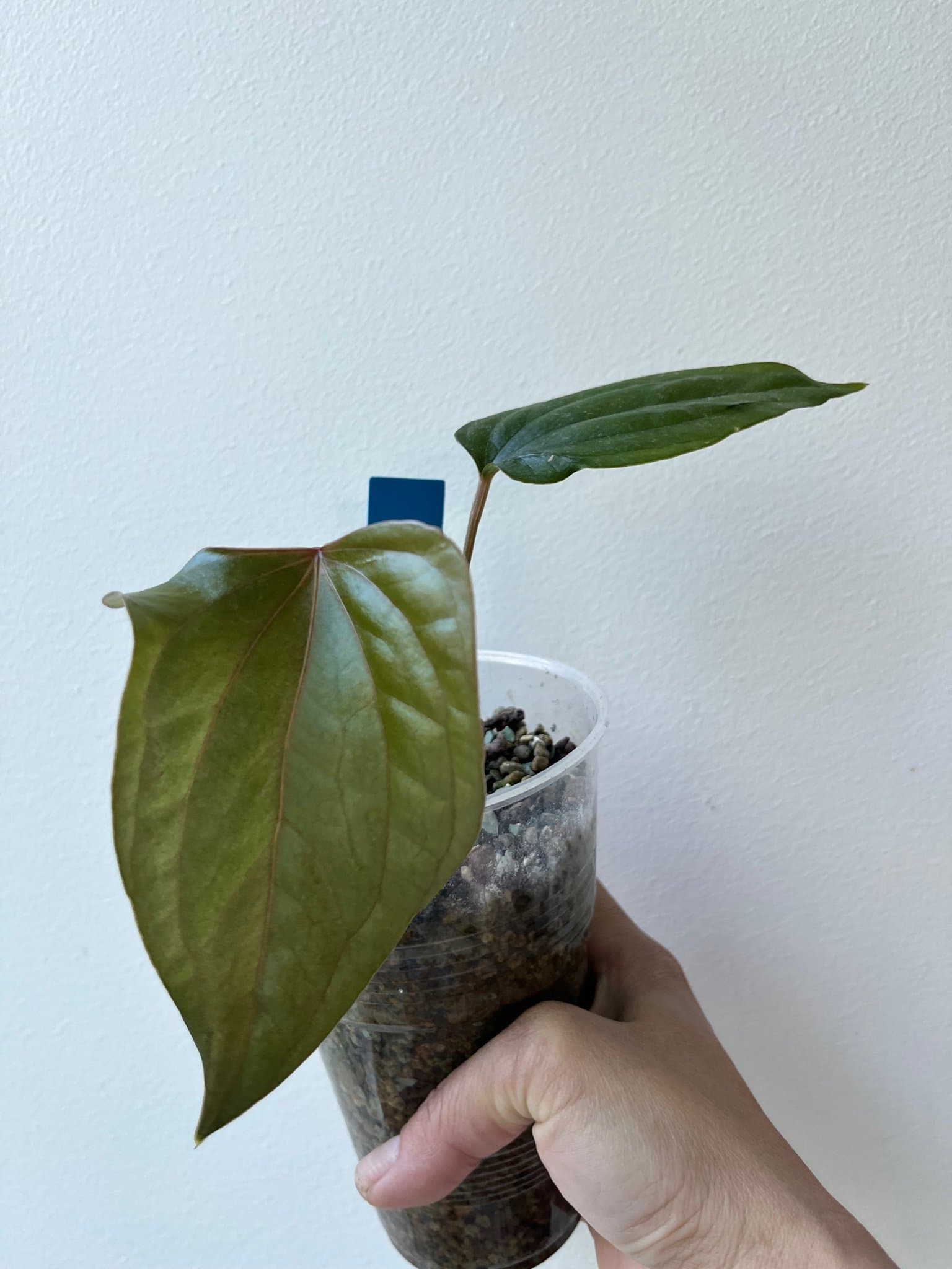 Anthurium Indo Portillae x Luxurians