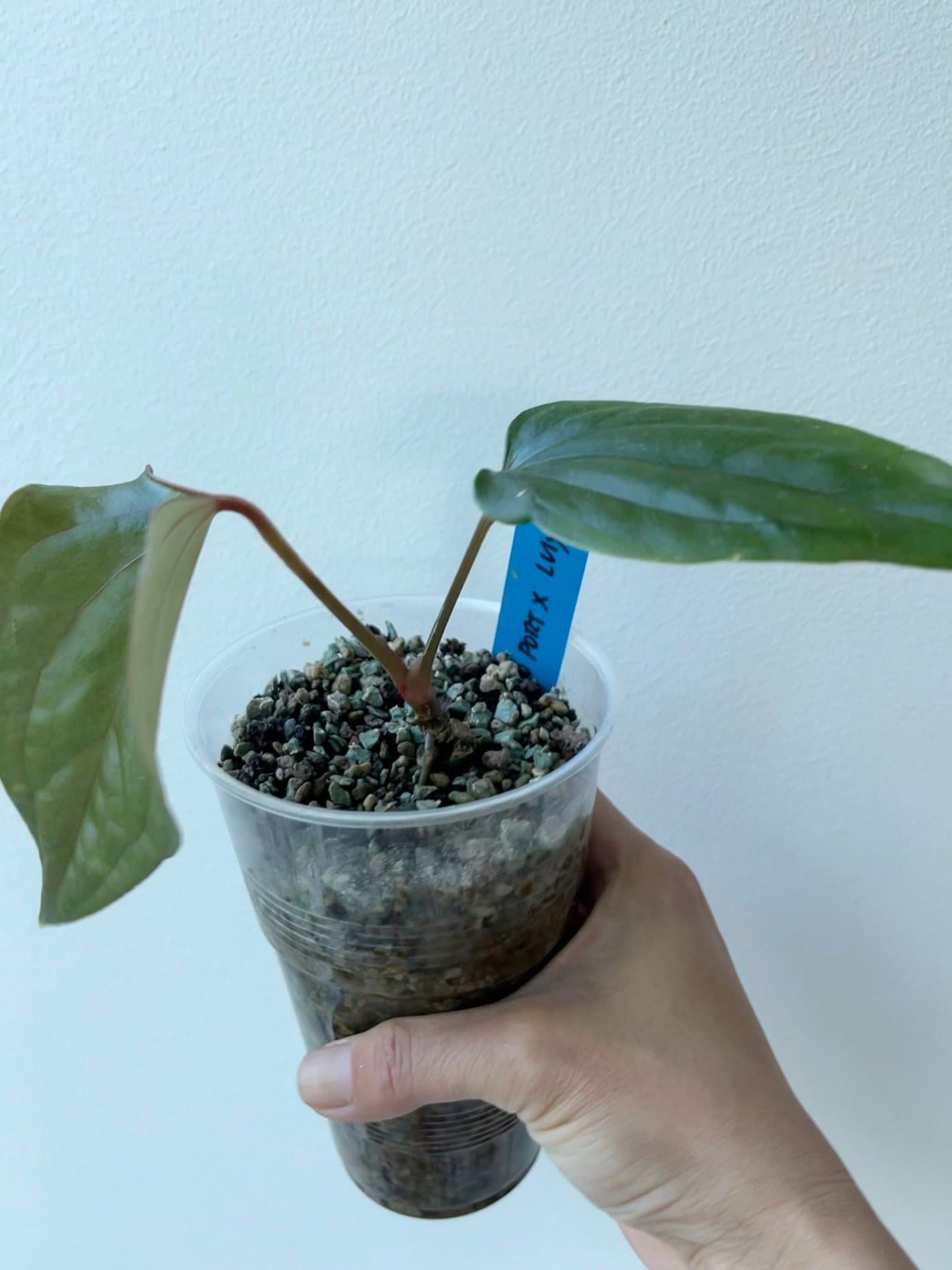 Anthurium Indo Portillae x Luxurians
