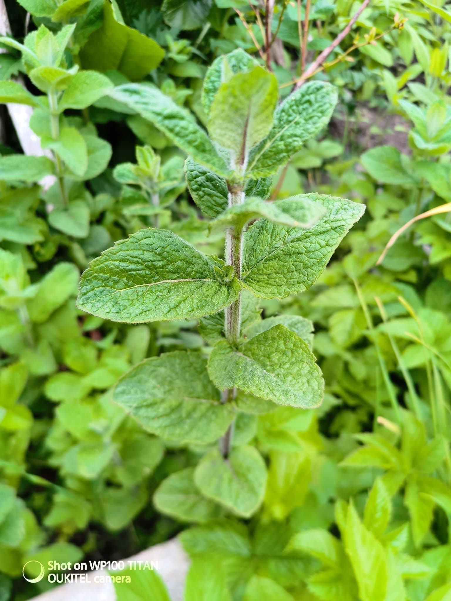 Äpplemynta/äpplemyntaskott/mynta - 4 st små plantor