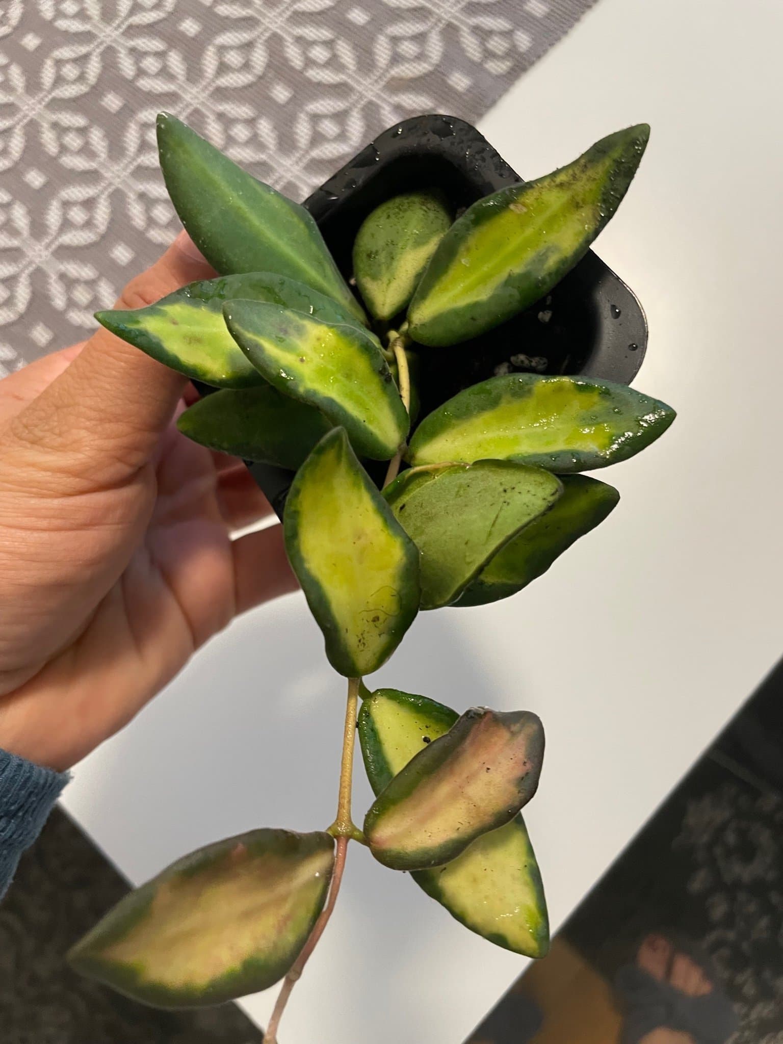 Hoya sp. aff. burtoniae ’Variegata’