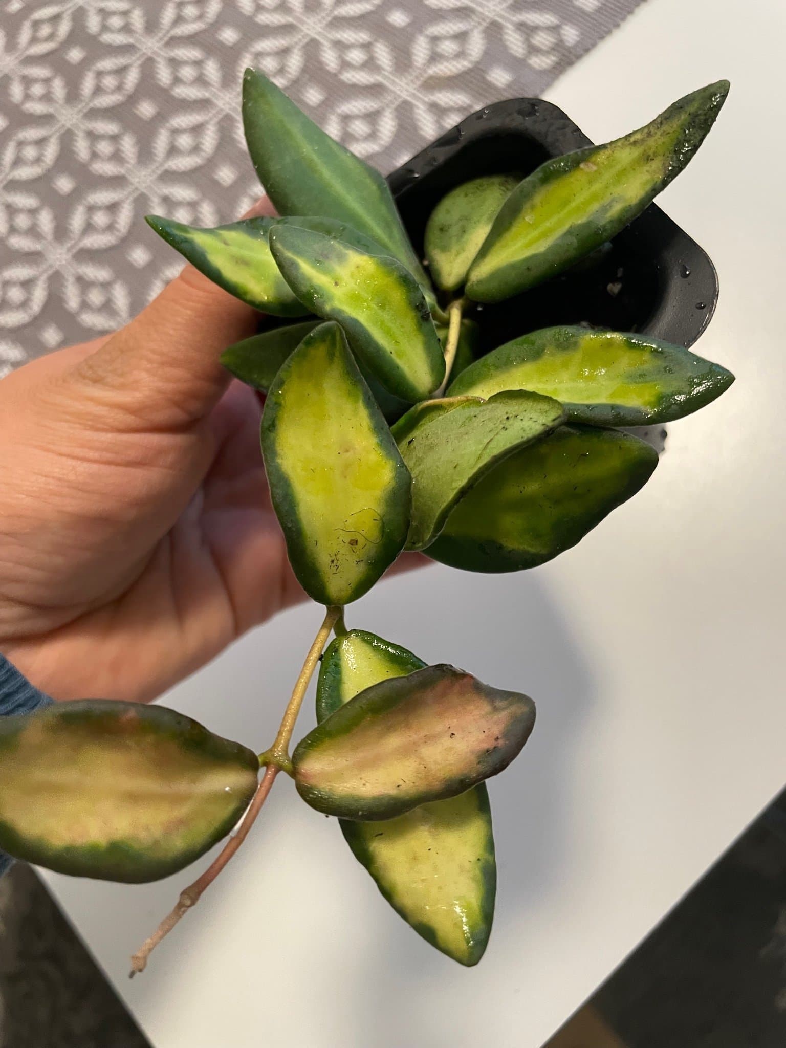 Hoya sp. aff. burtoniae ’Variegata’