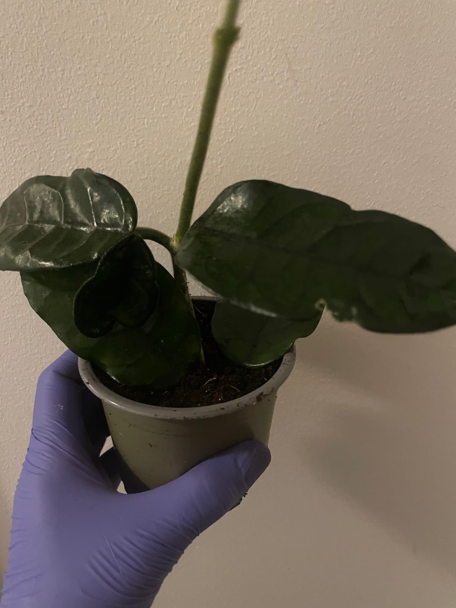 Hoya globulosa vilosa