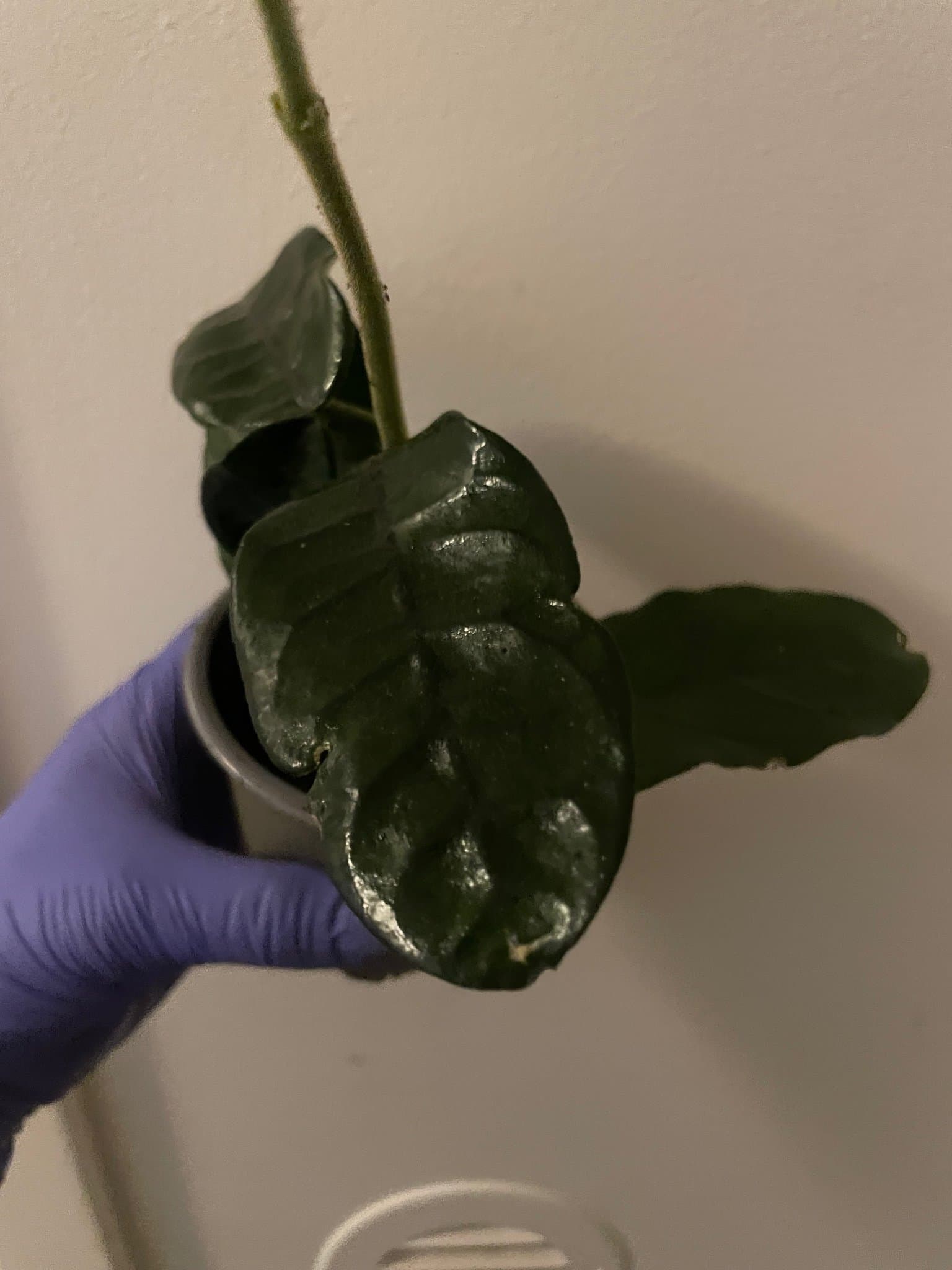 Hoya globulosa vilosa