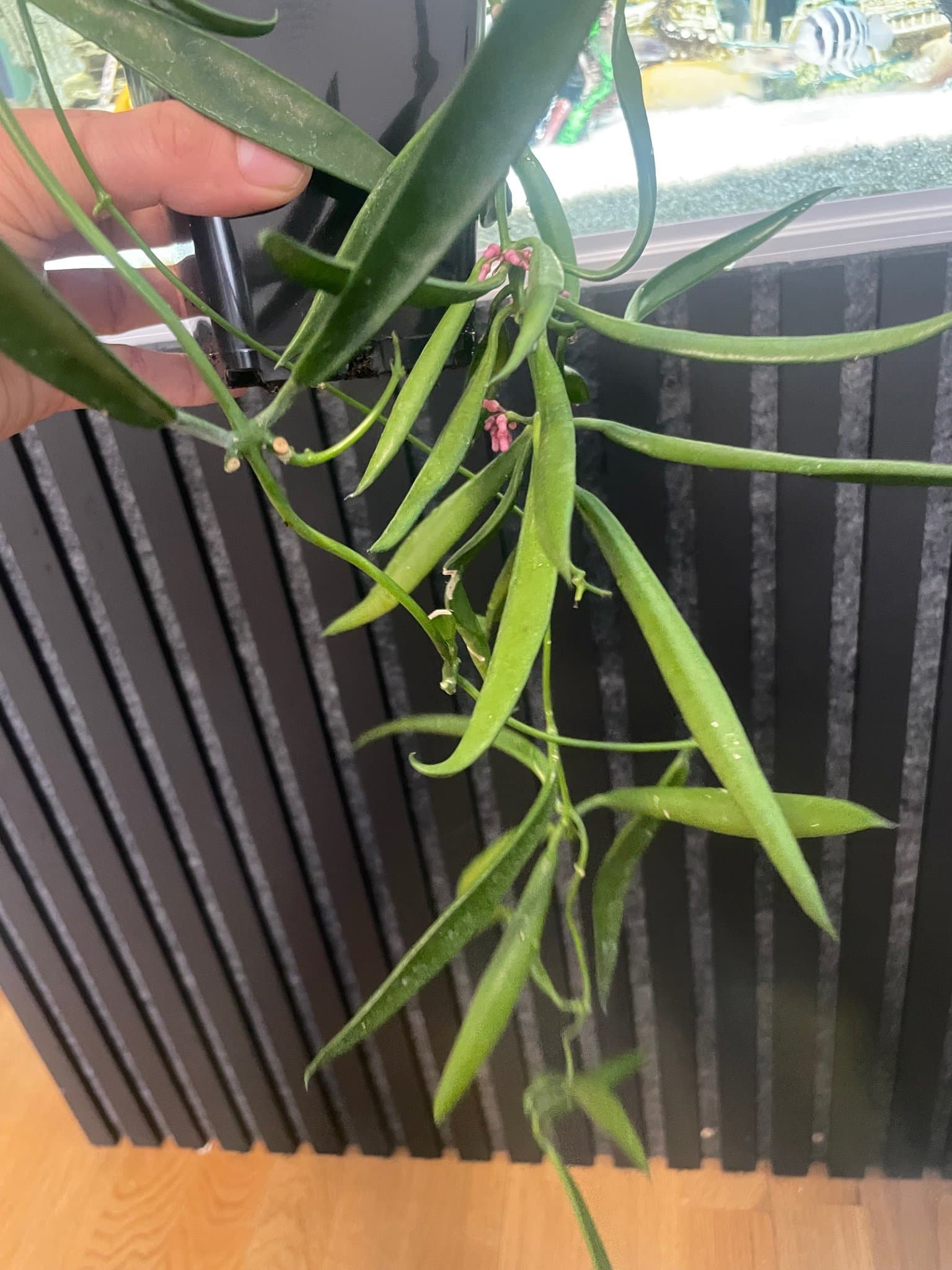Hoya longifolia