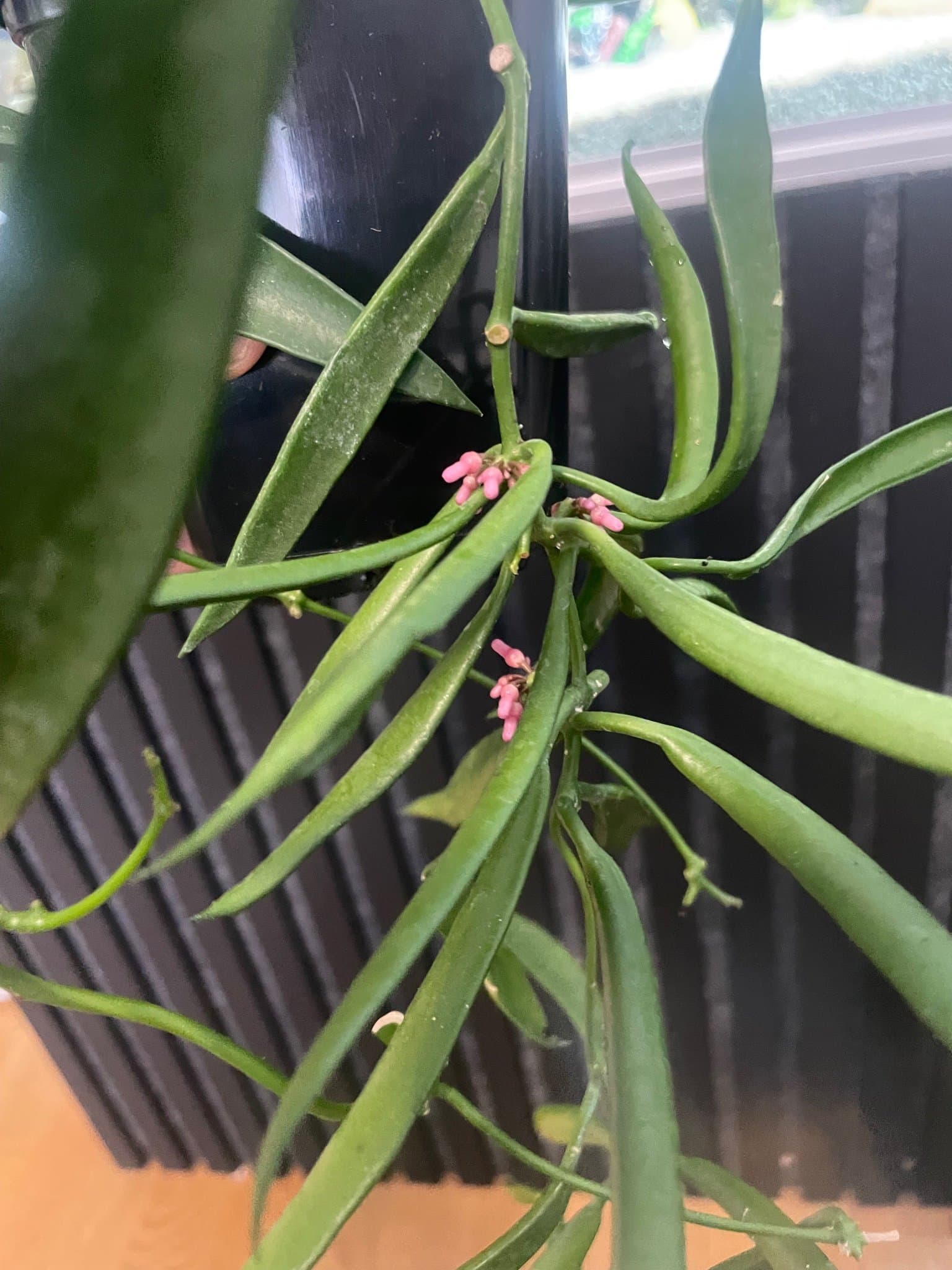 Hoya longifolia