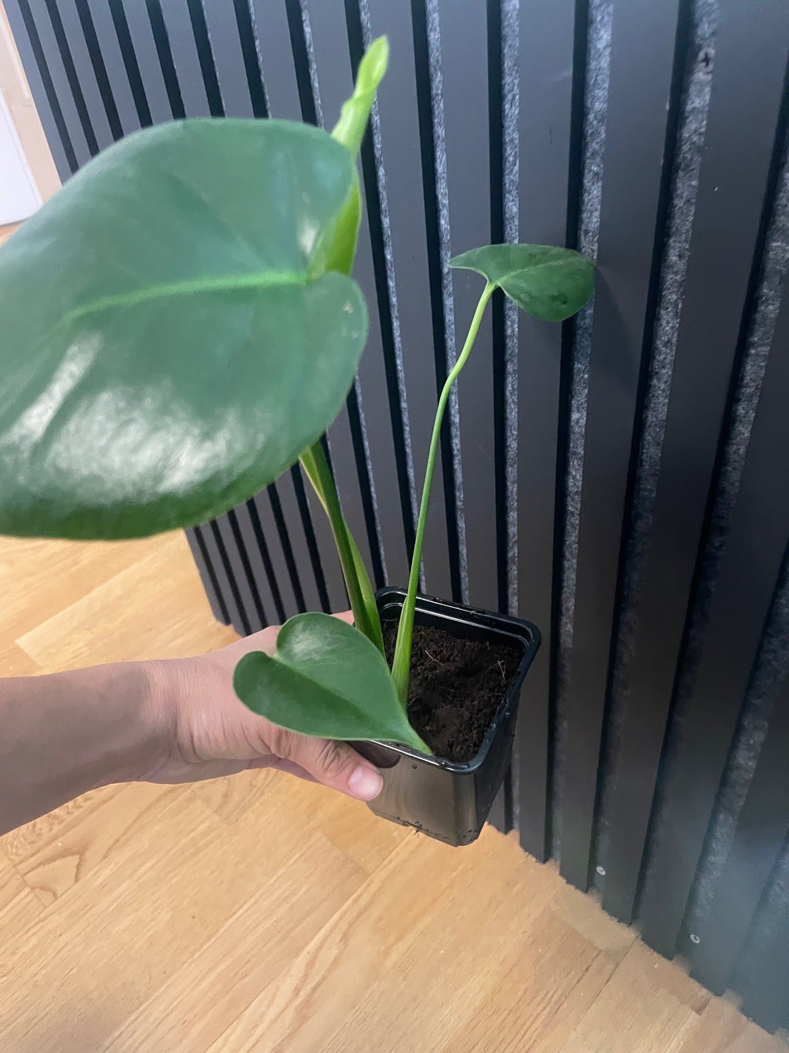 Monstera Deliciosa - Liten planta