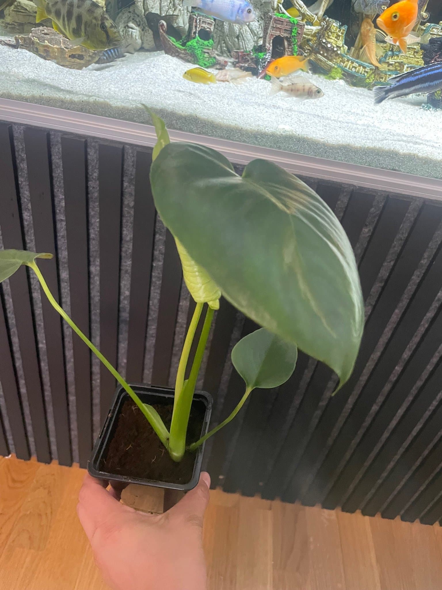Monstera Deliciosa - Liten planta