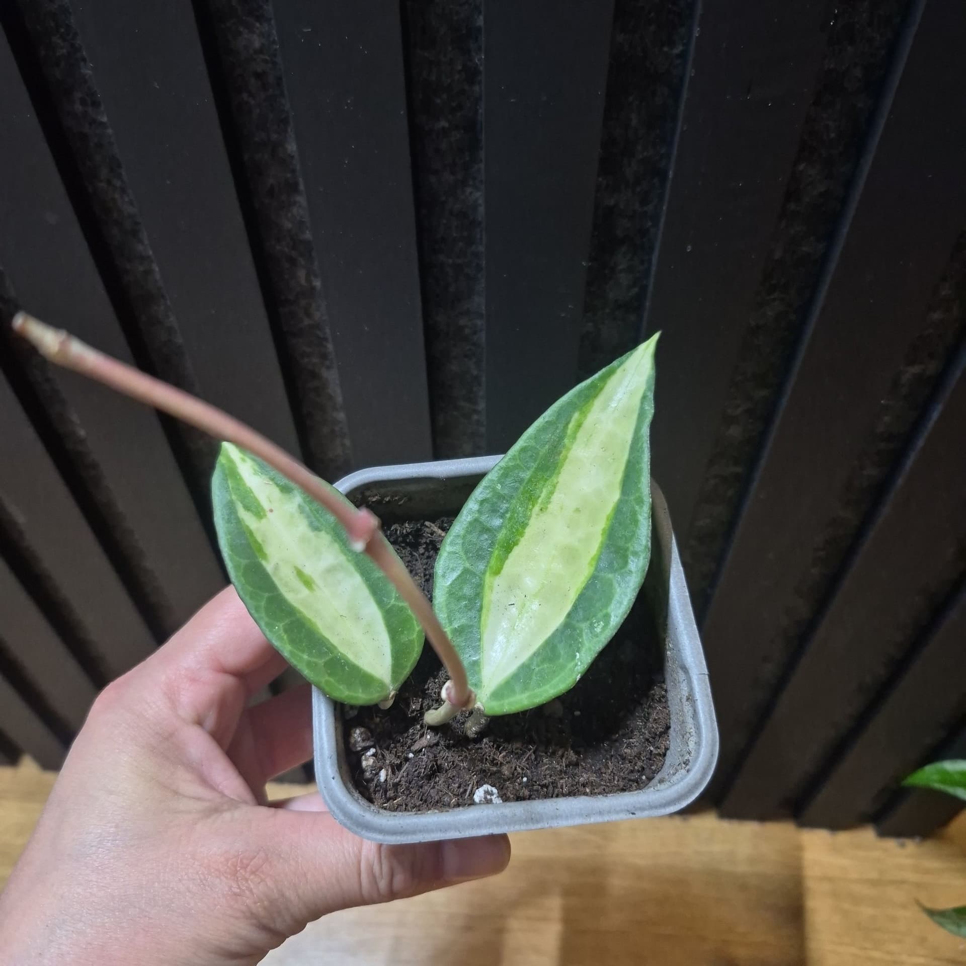 Hoya latifolia 'Pot of Gold'