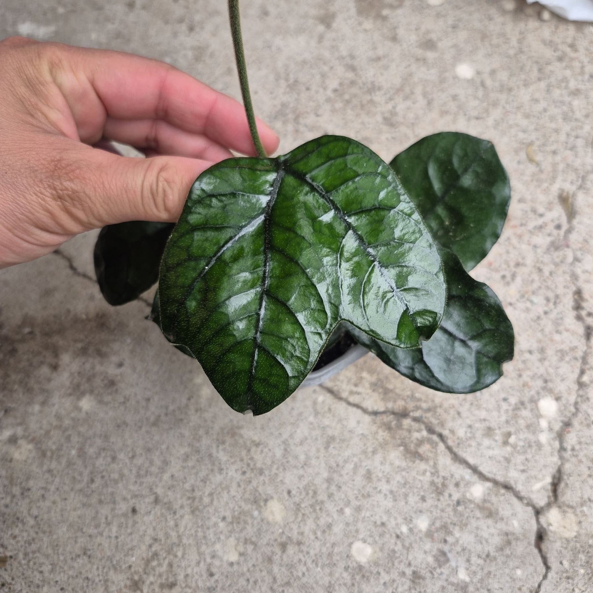 Hoya globulosa