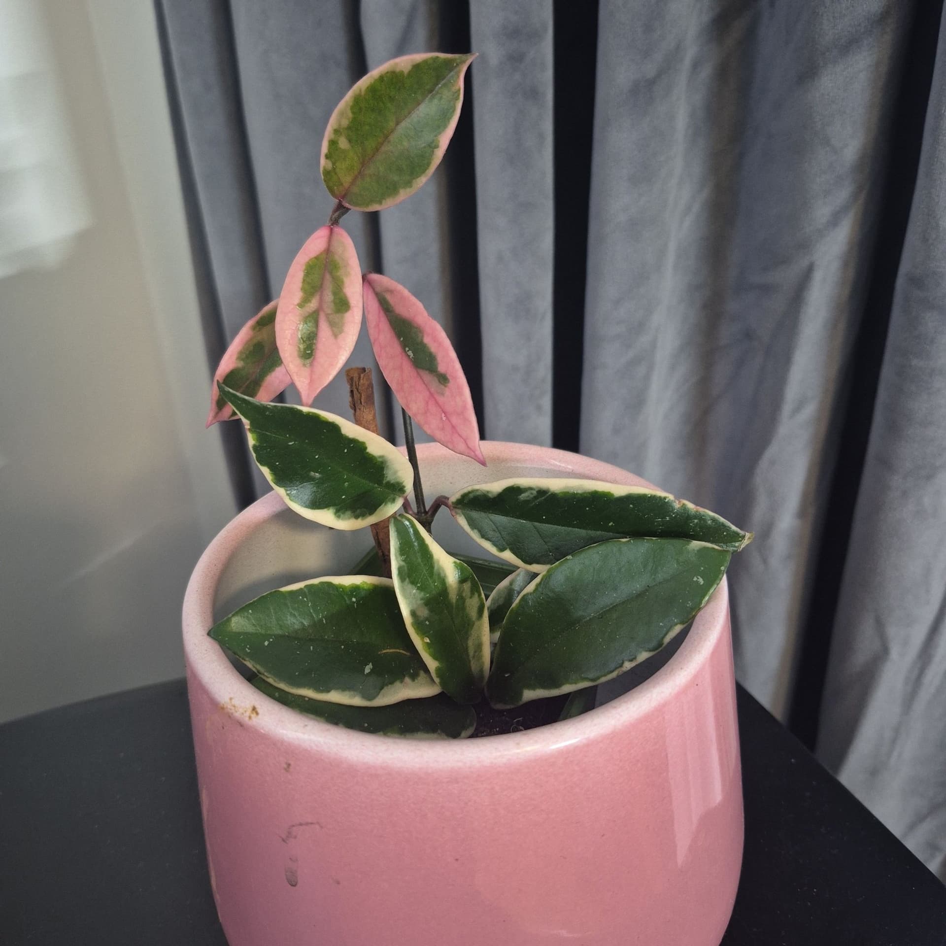 Hoya flamingo dream