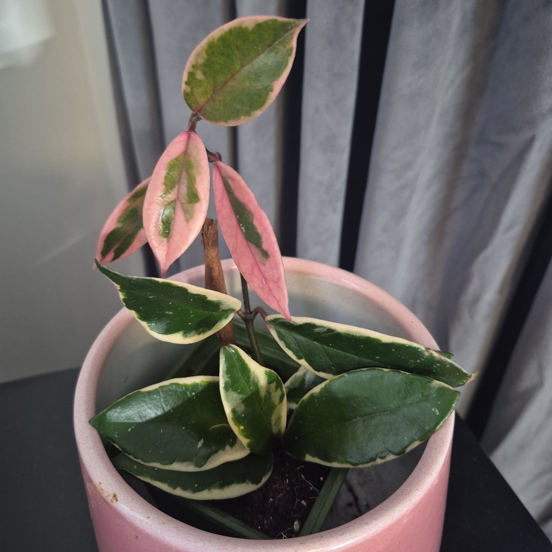 Hoya flamingo dream