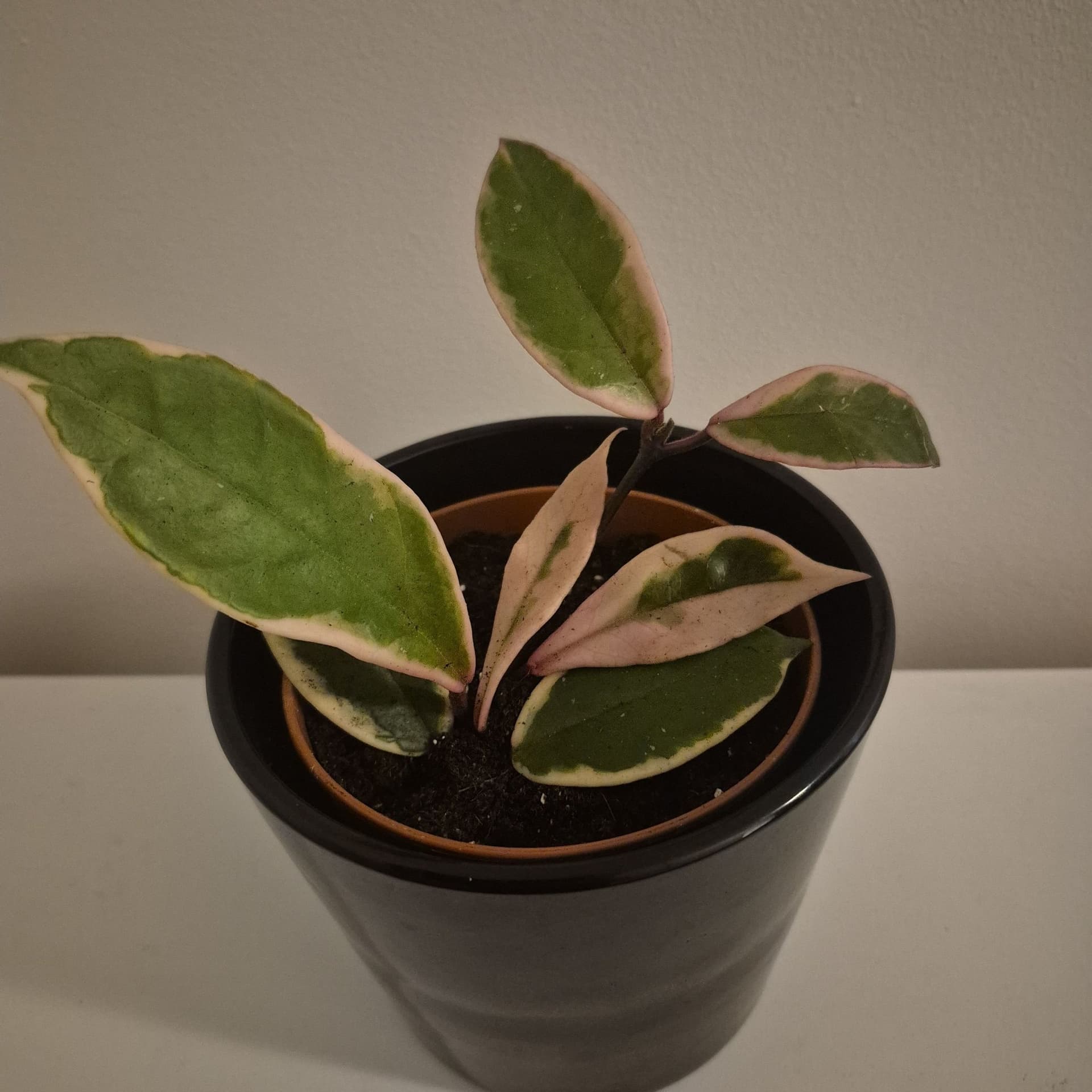 Hoya Krimson Queen