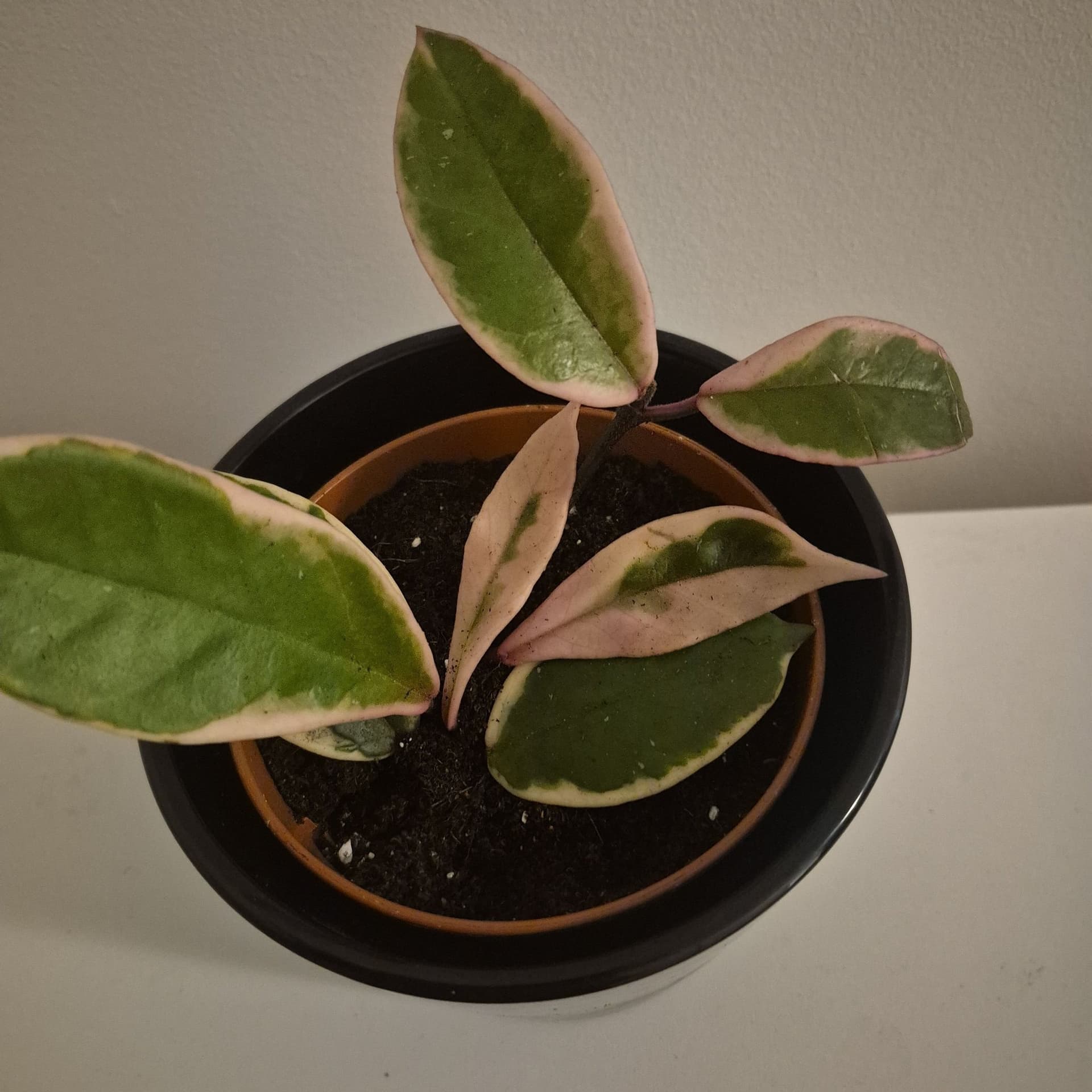Hoya Krimson Queen