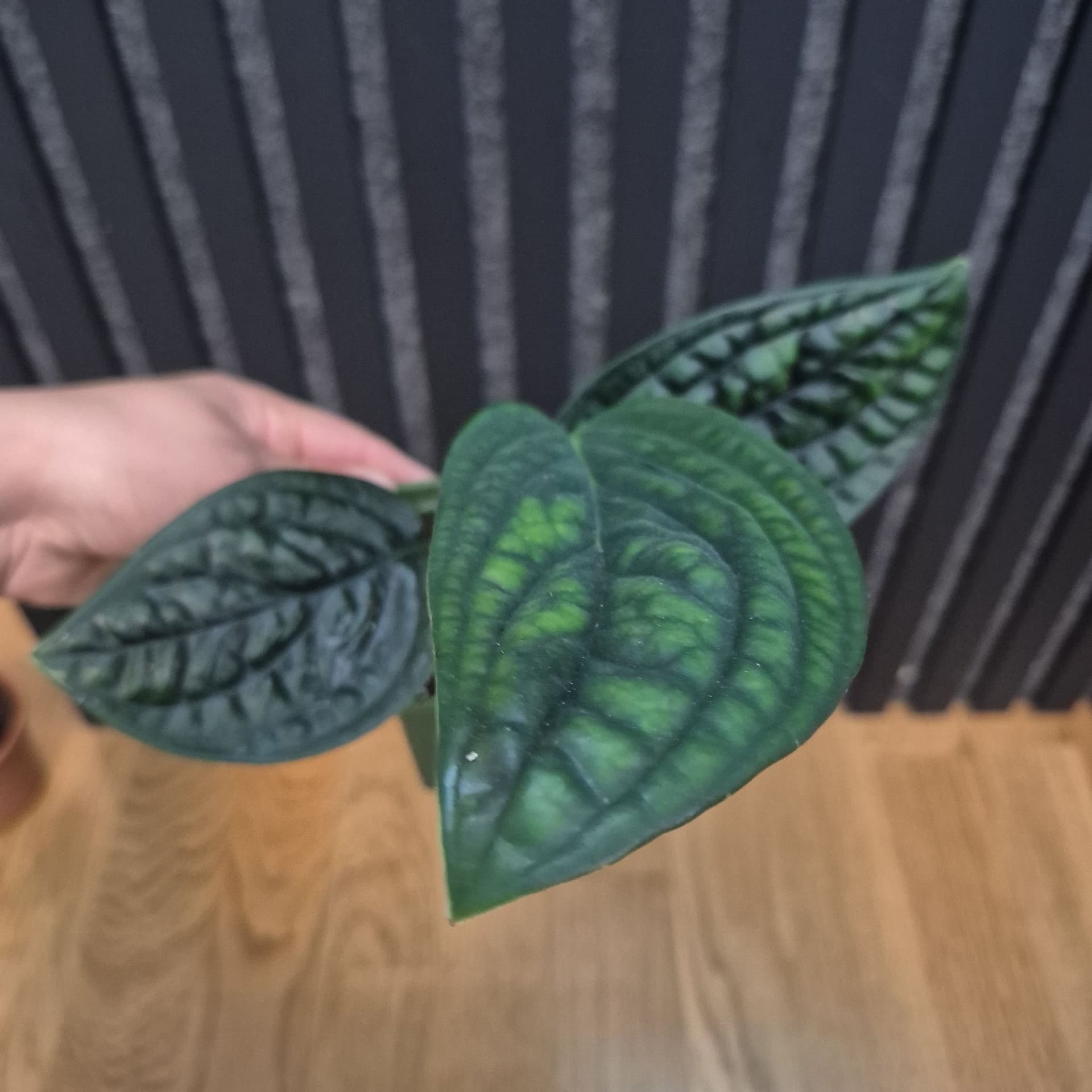 Monstera Peru