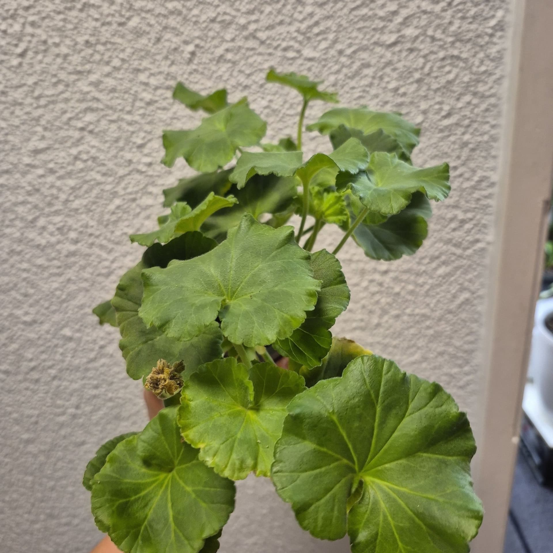 Pelargon
