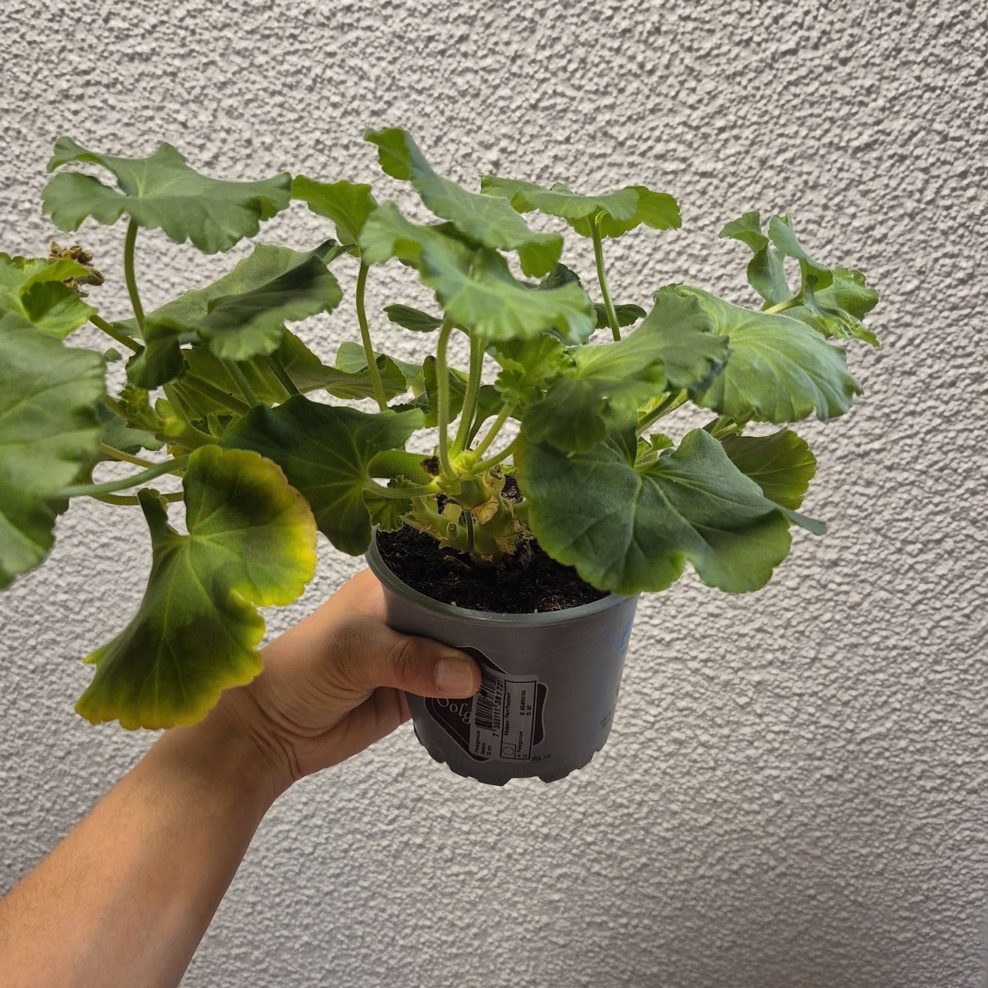 Pelargon