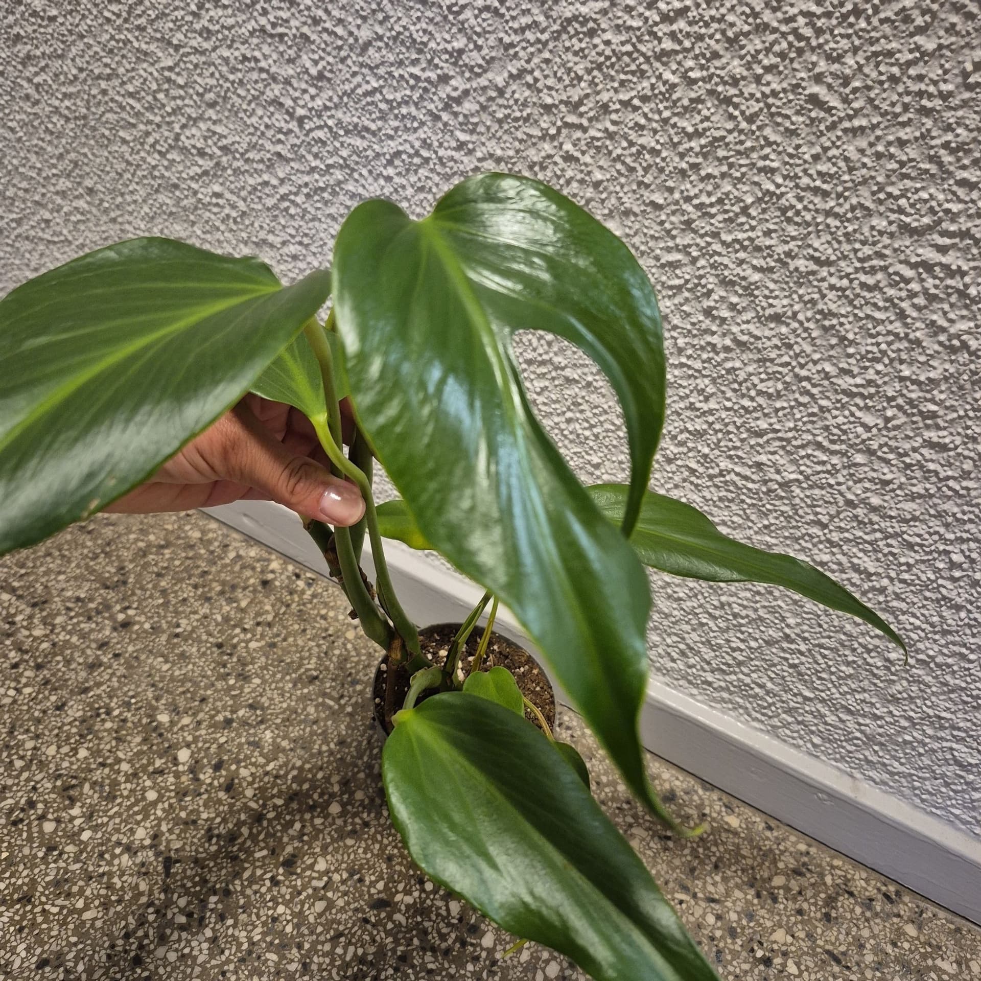 Monstera burle marx flame