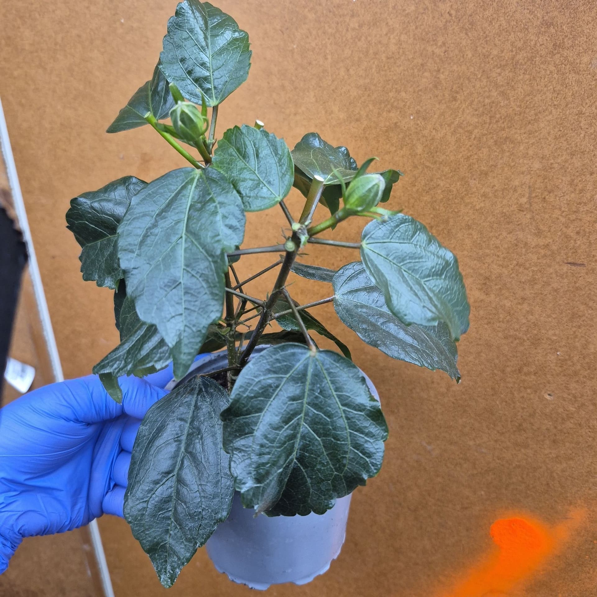 Hibiskus planta