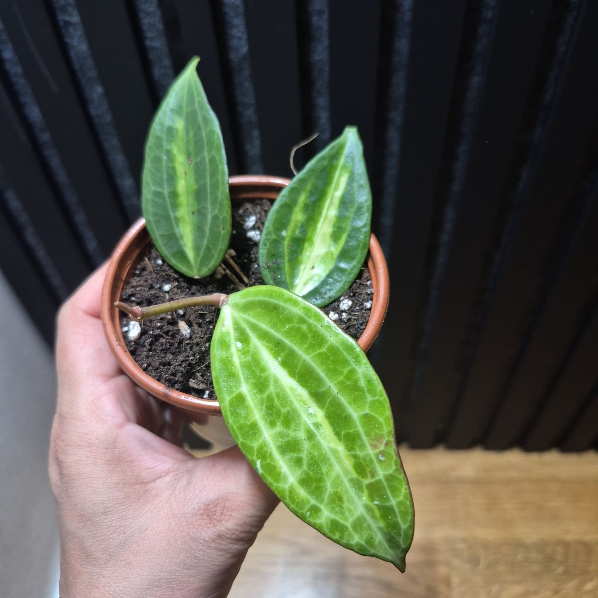Hoya latilofia pot off gold