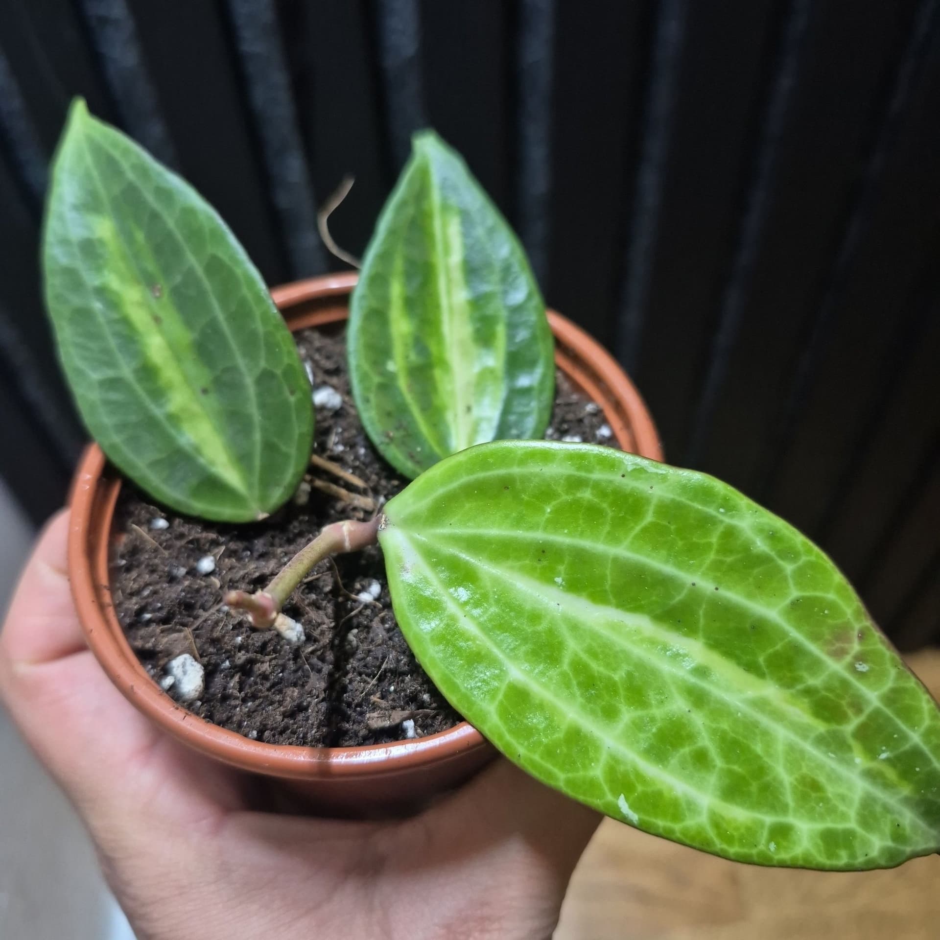Hoya latilofia pot off gold