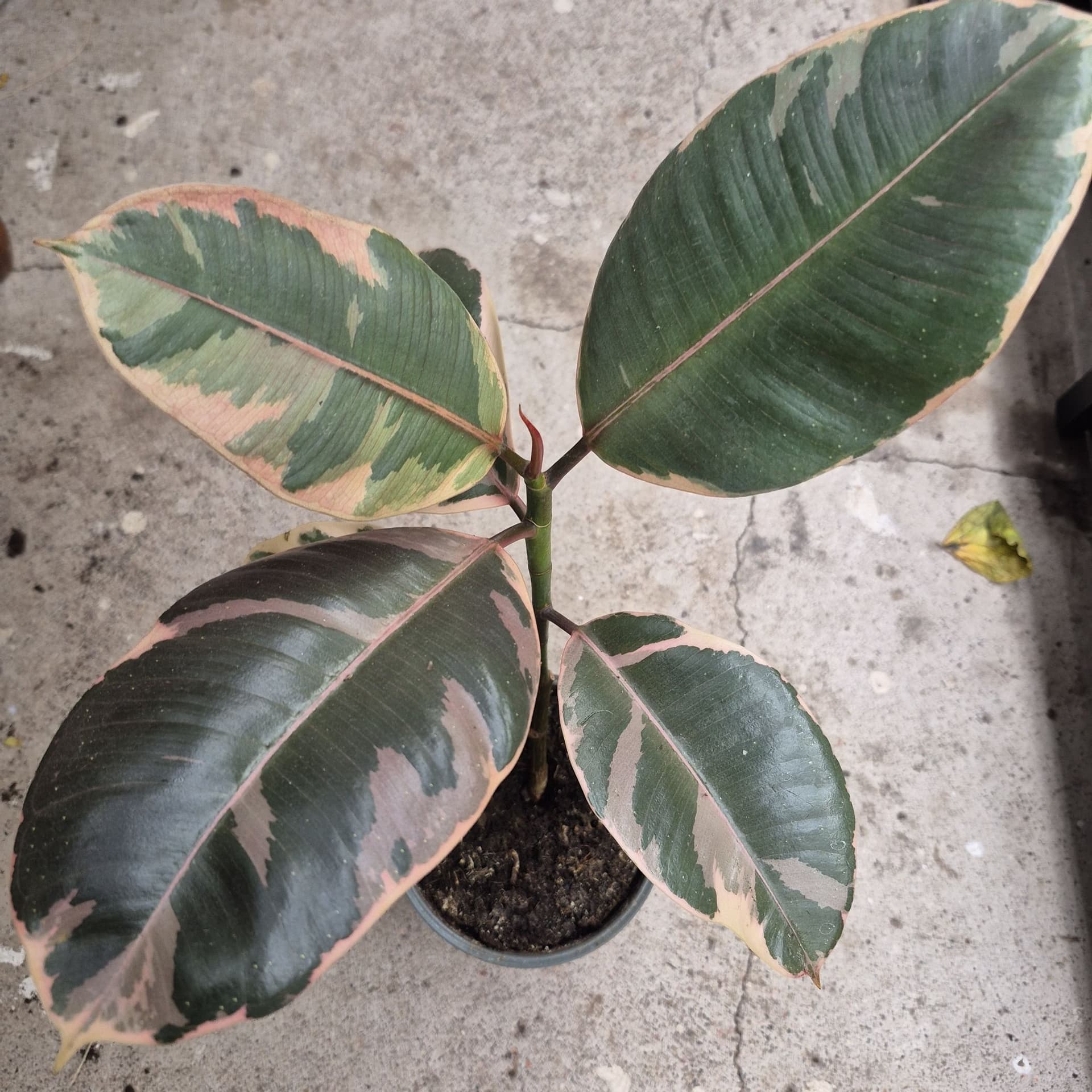 Ficus Elastica Tineke