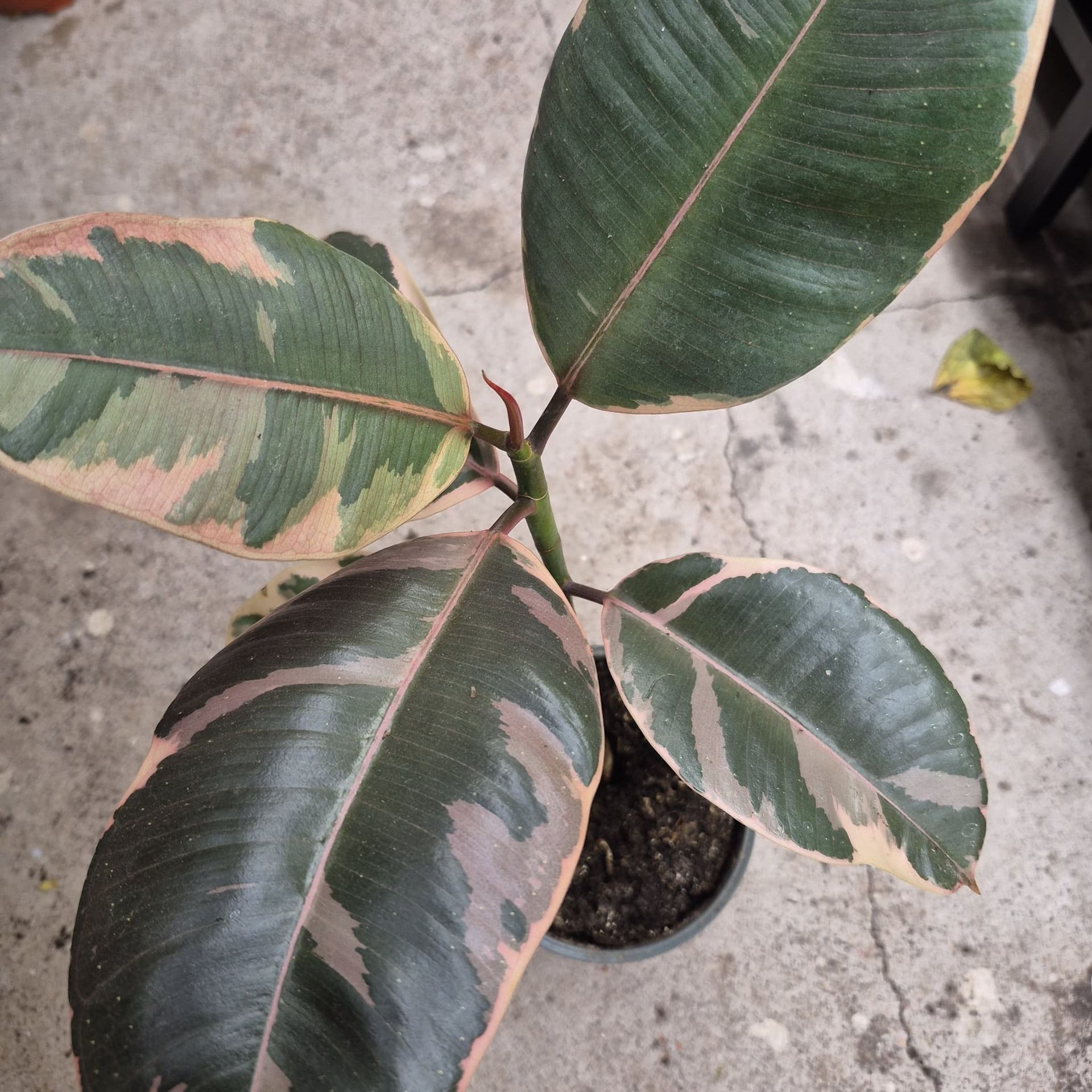 Ficus Elastica Tineke
