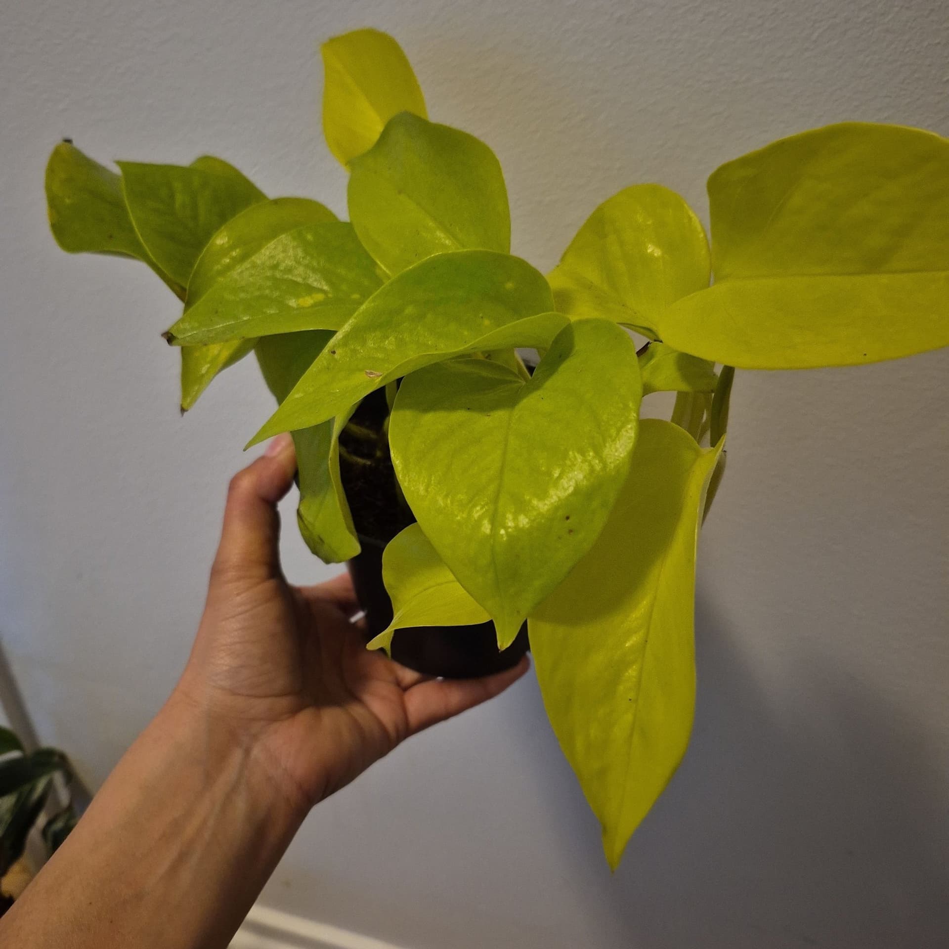 Neon Pothos - Gyllene Ranke