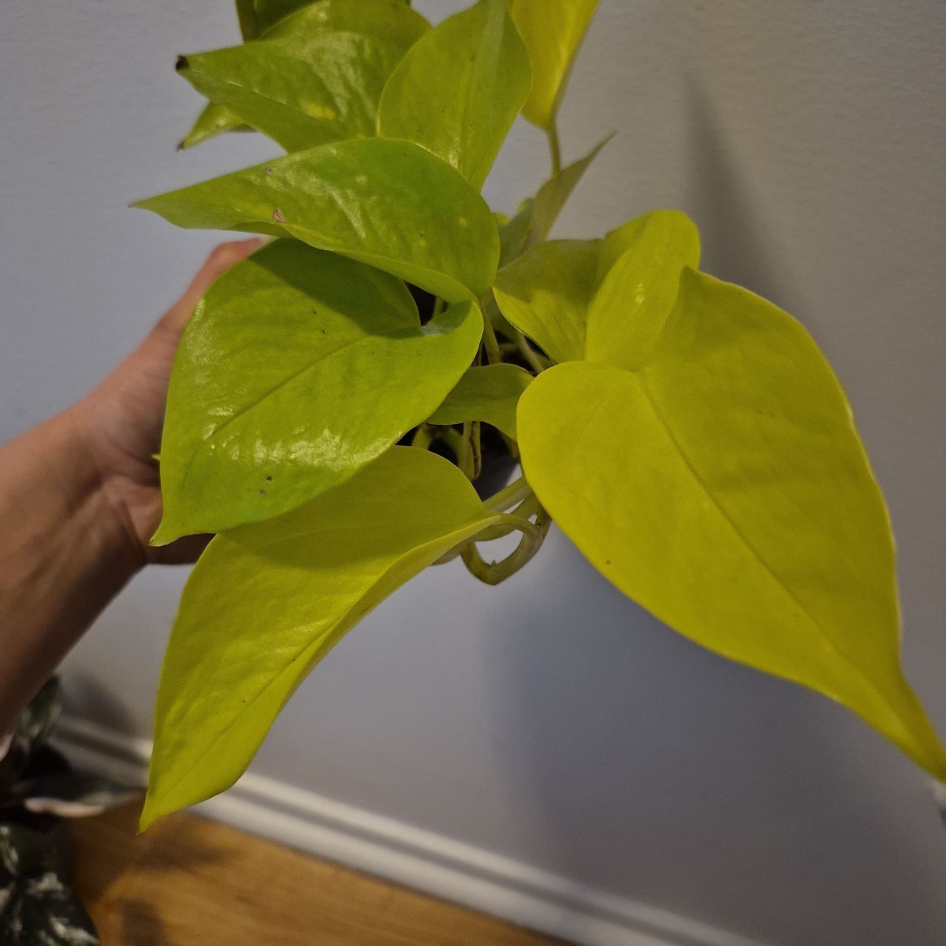 Neon Pothos - Gyllene Ranke