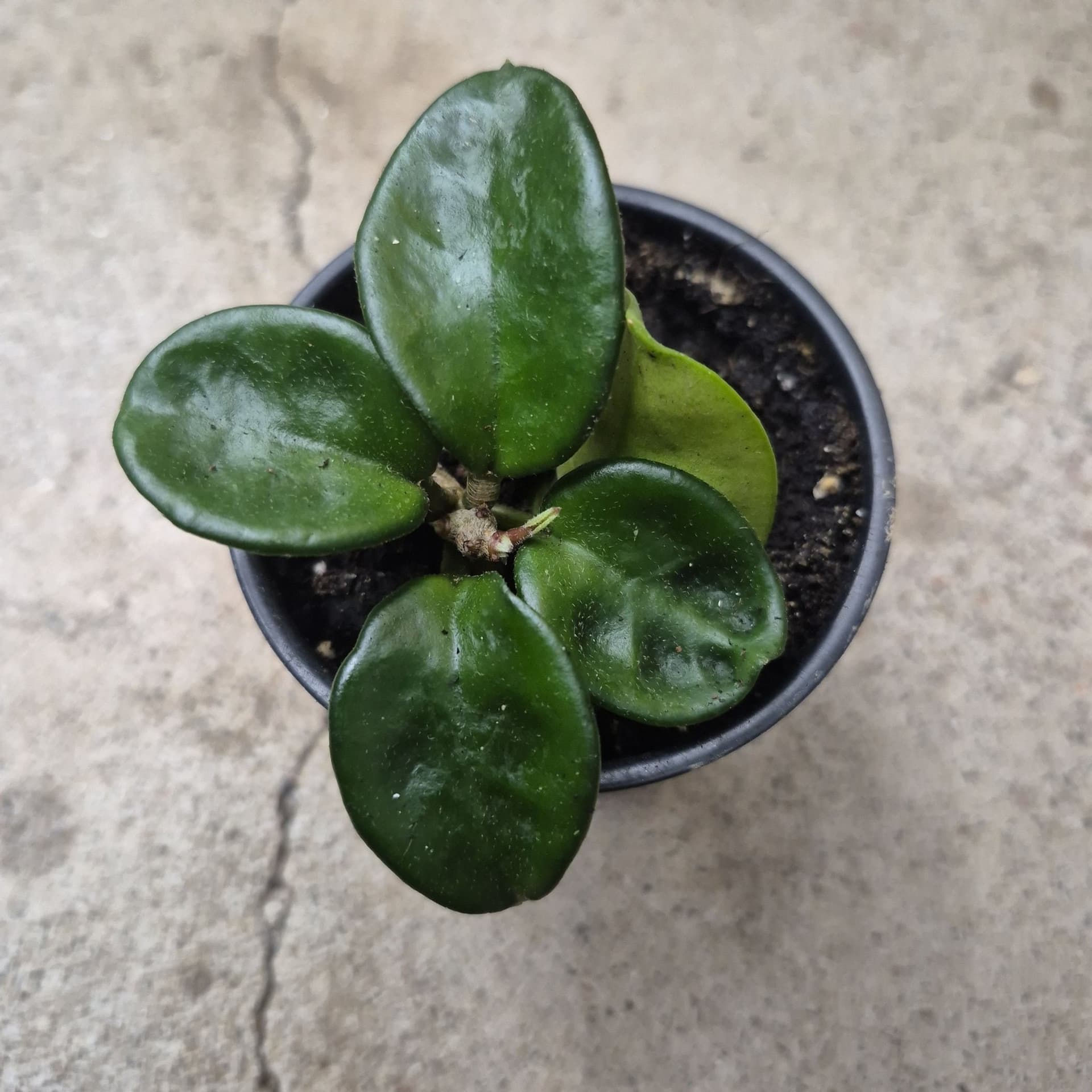 Hoya carnosa ’Krinkle