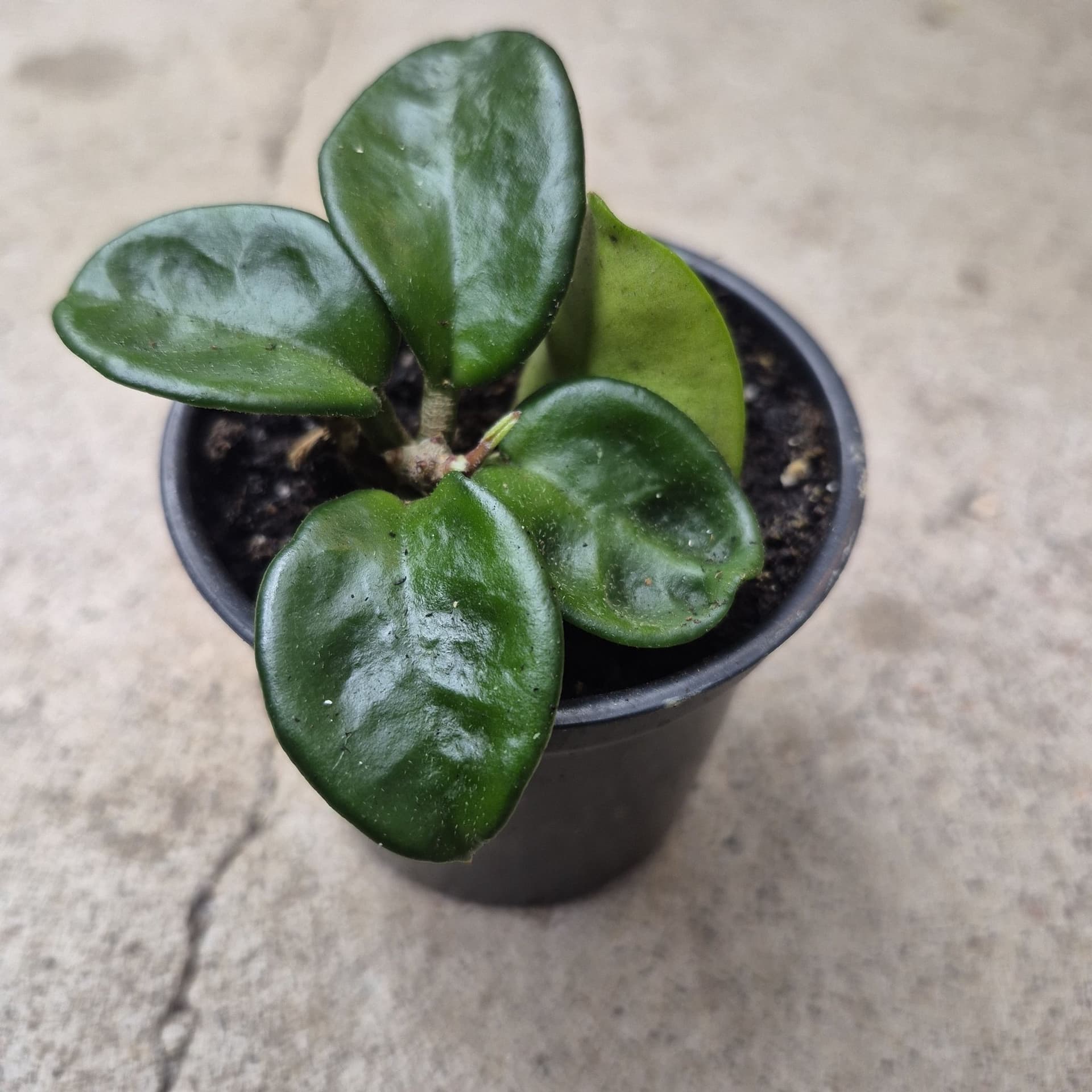 Hoya carnosa ’Krinkle