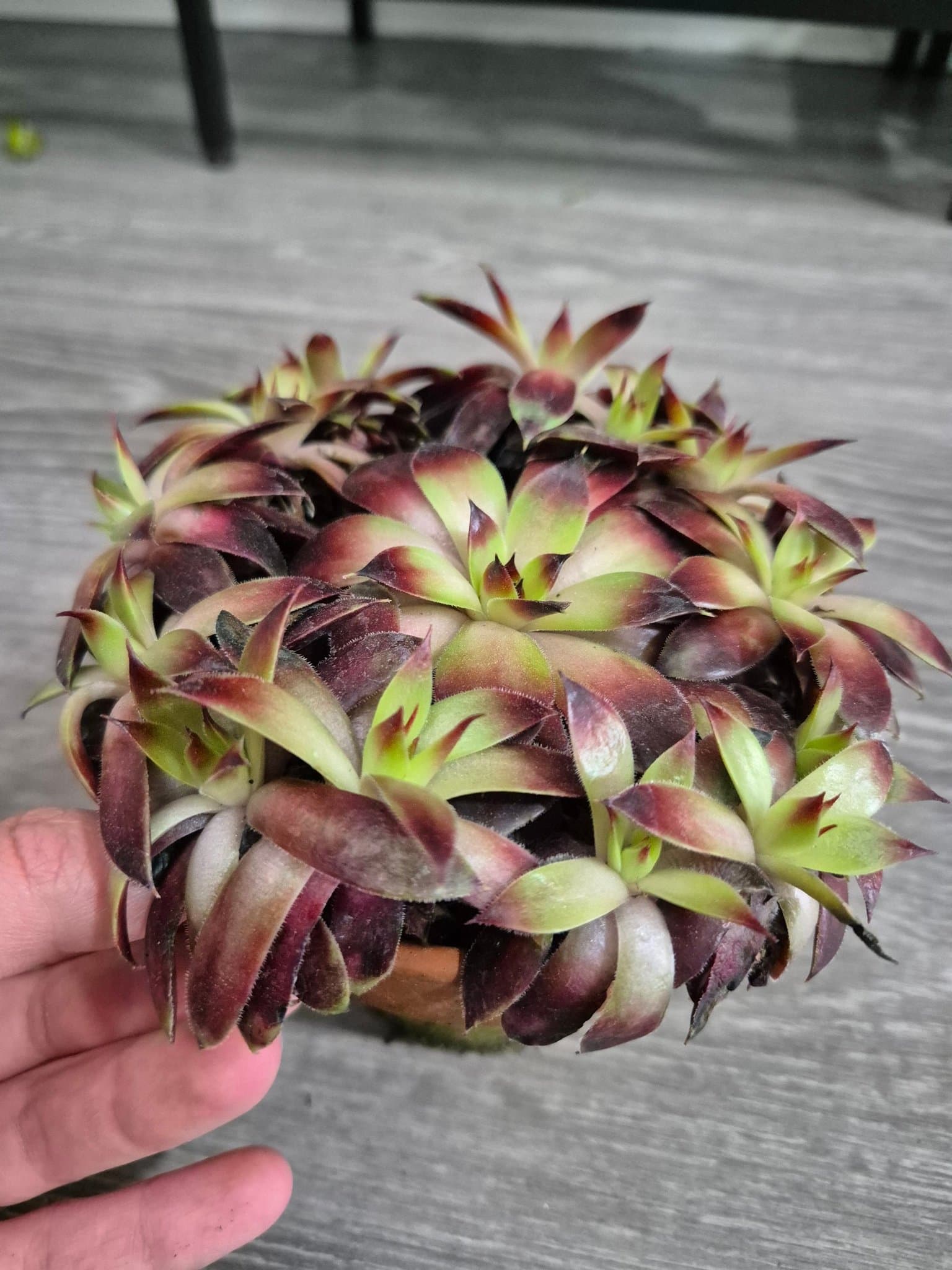Suckulent - Jovibarba Heuffelii 'Chocolate Kiss'