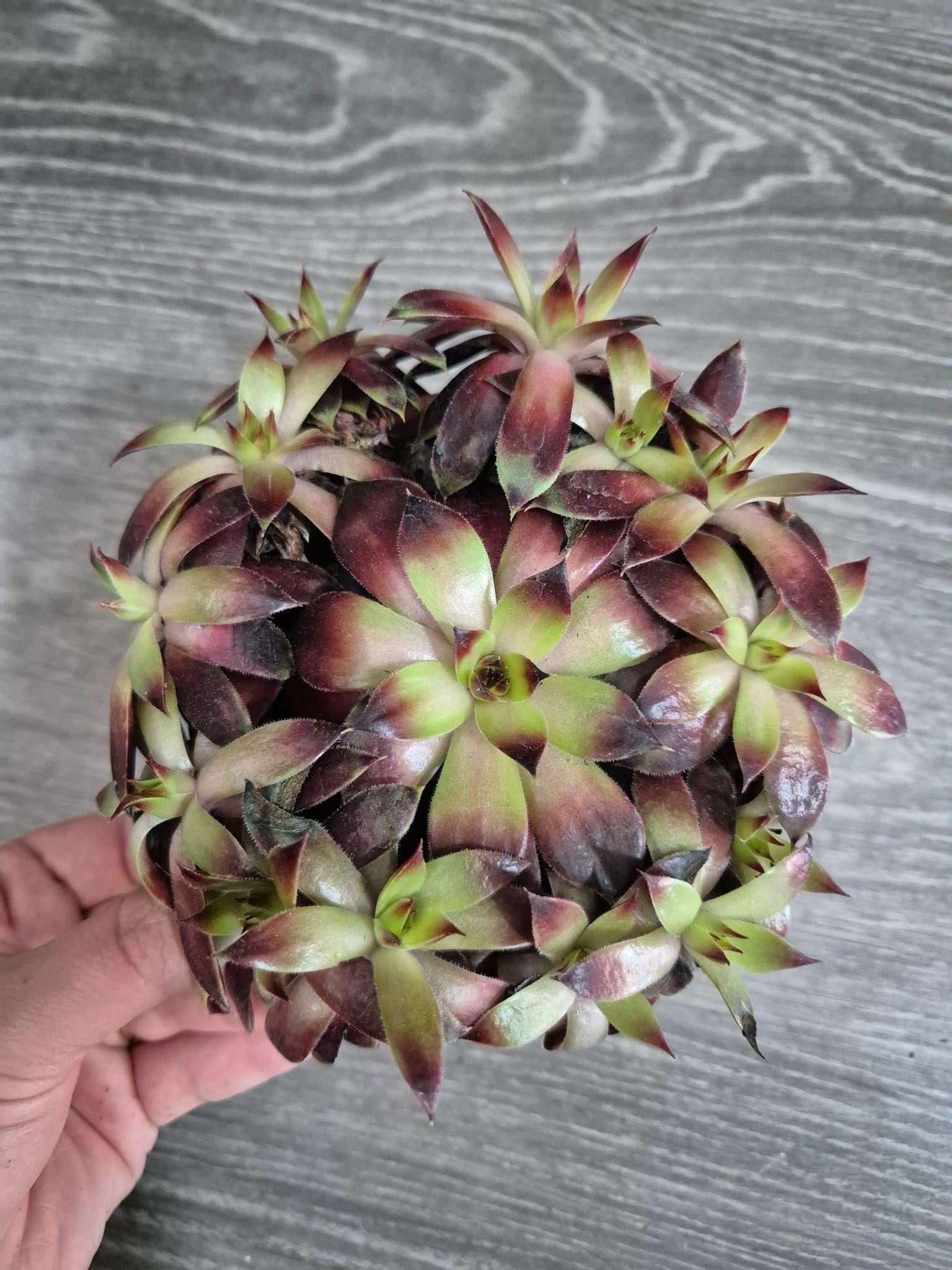 Suckulent - Jovibarba Heuffelii 'Chocolate Kiss'