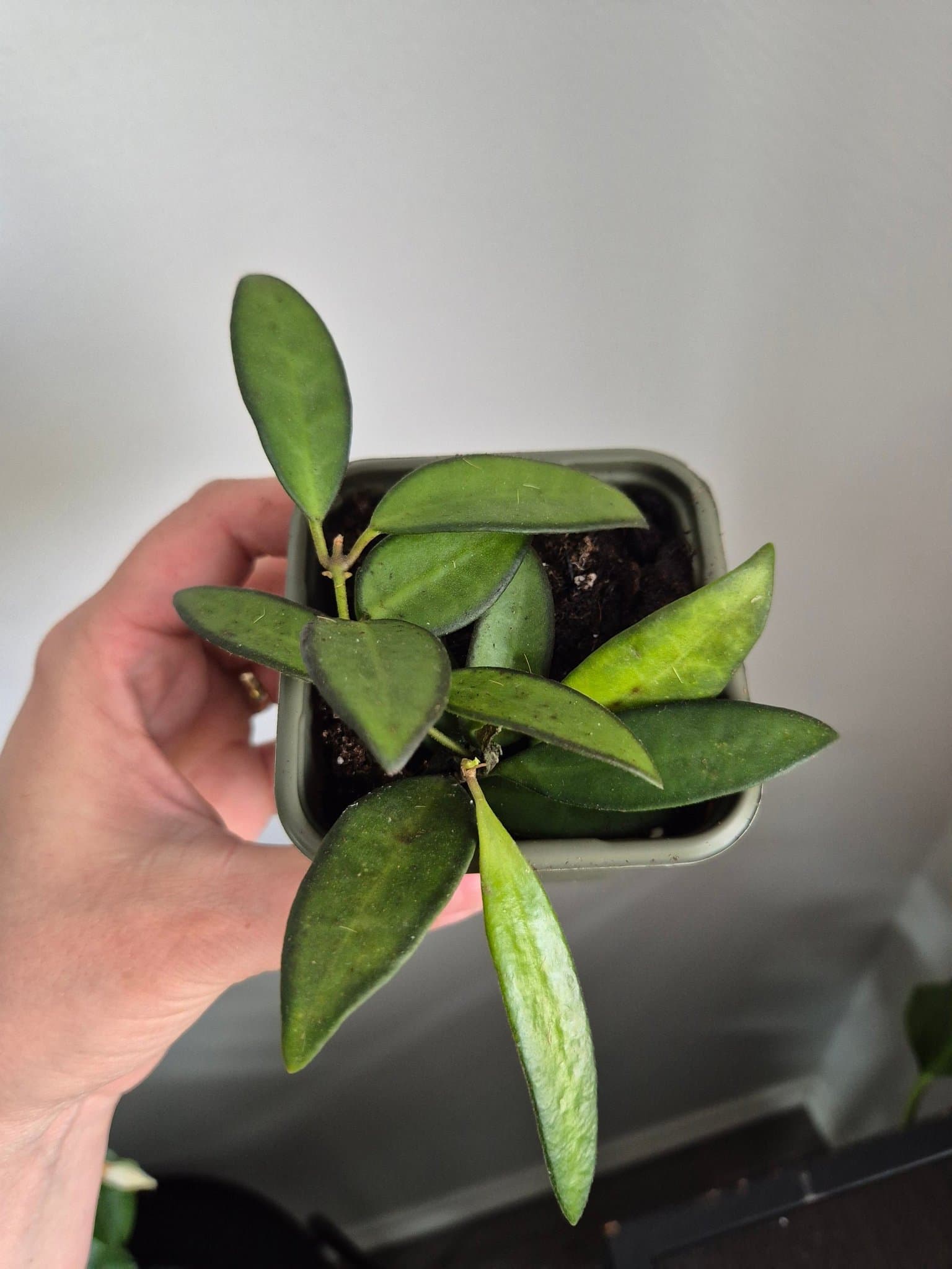 Hoya rosita