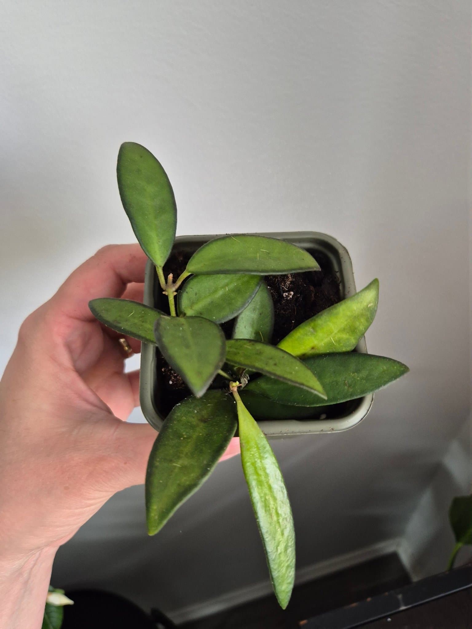 Hoya rosita