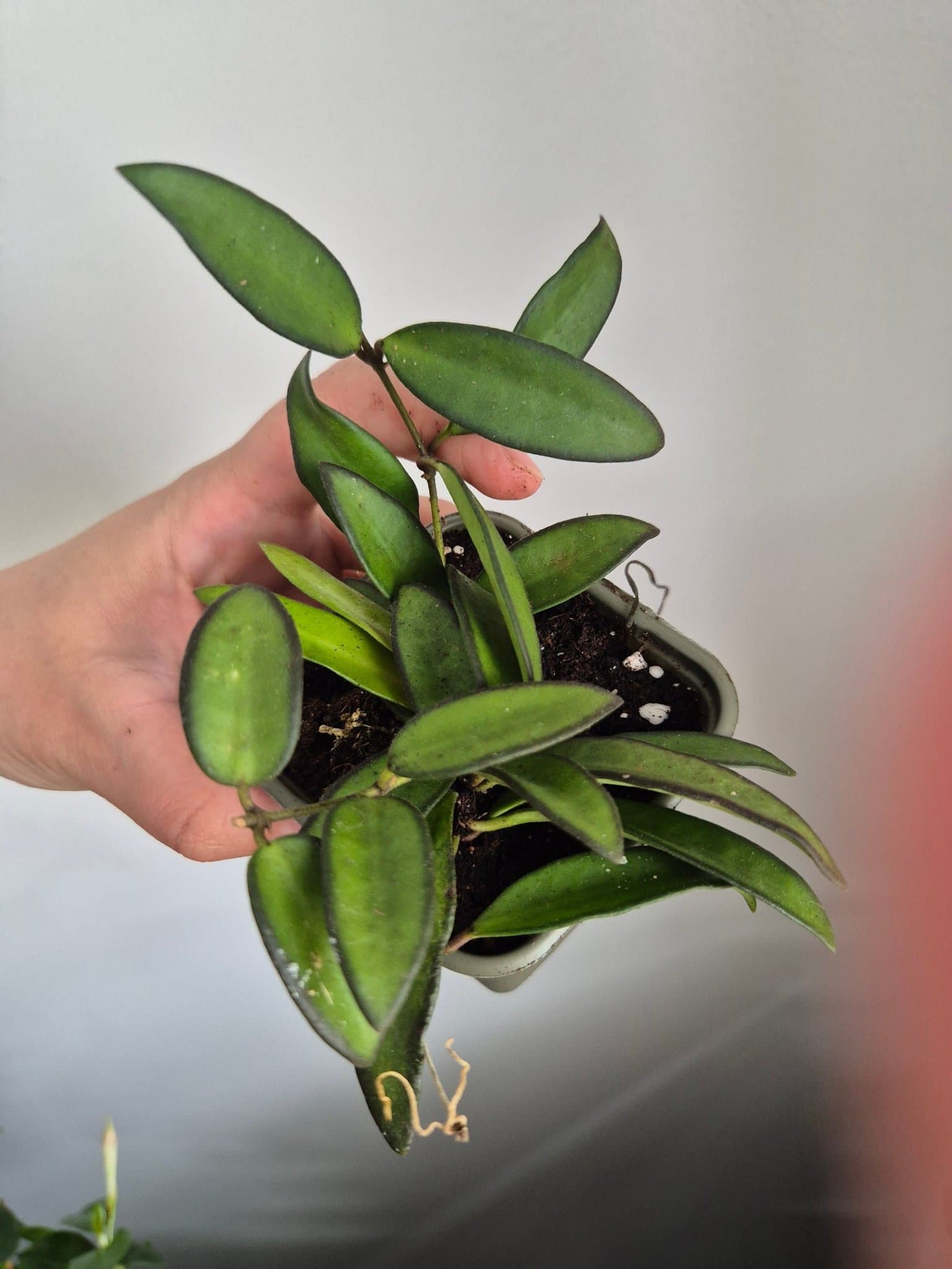 Hoya rosita