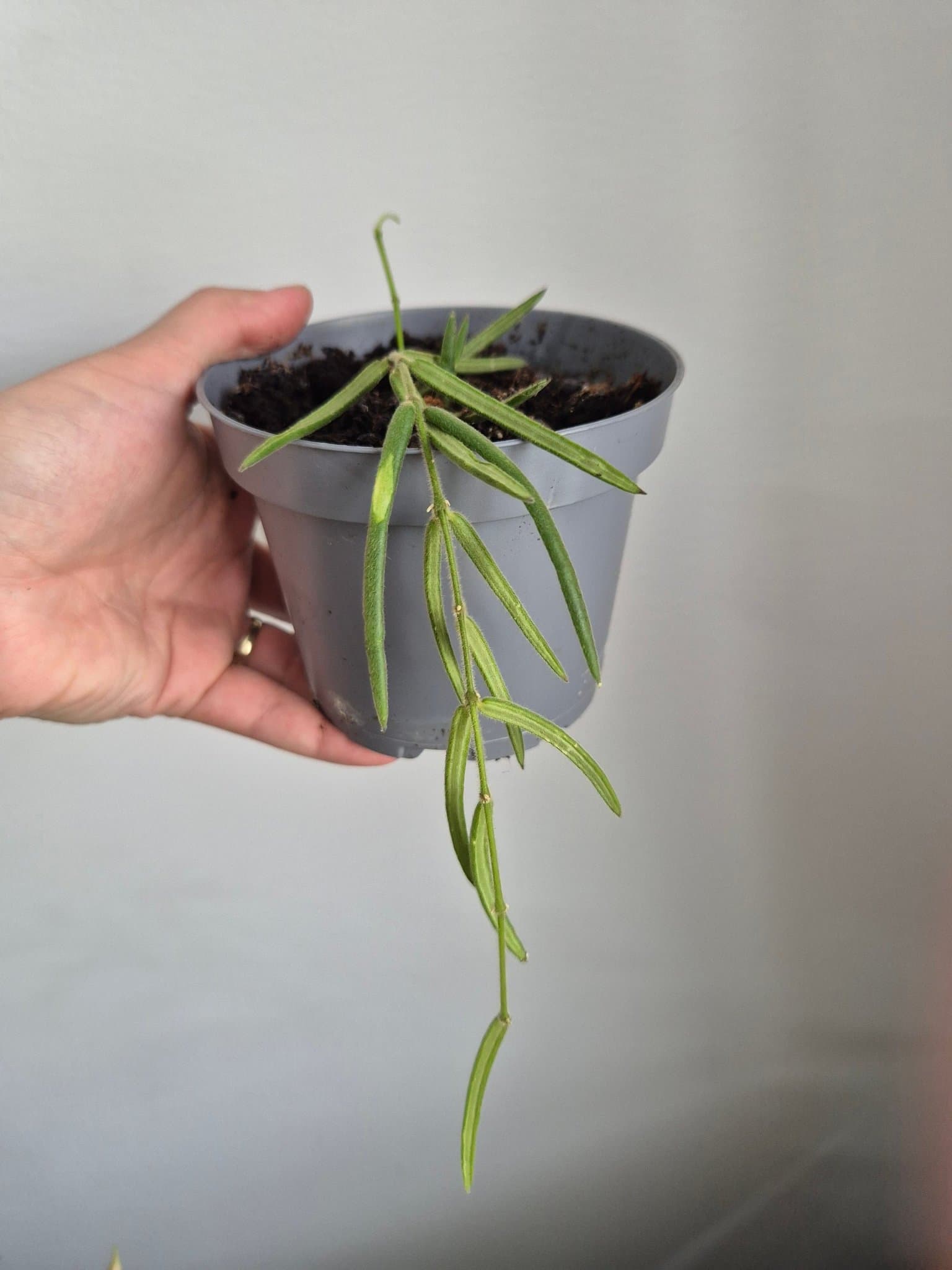 Hoya linearis