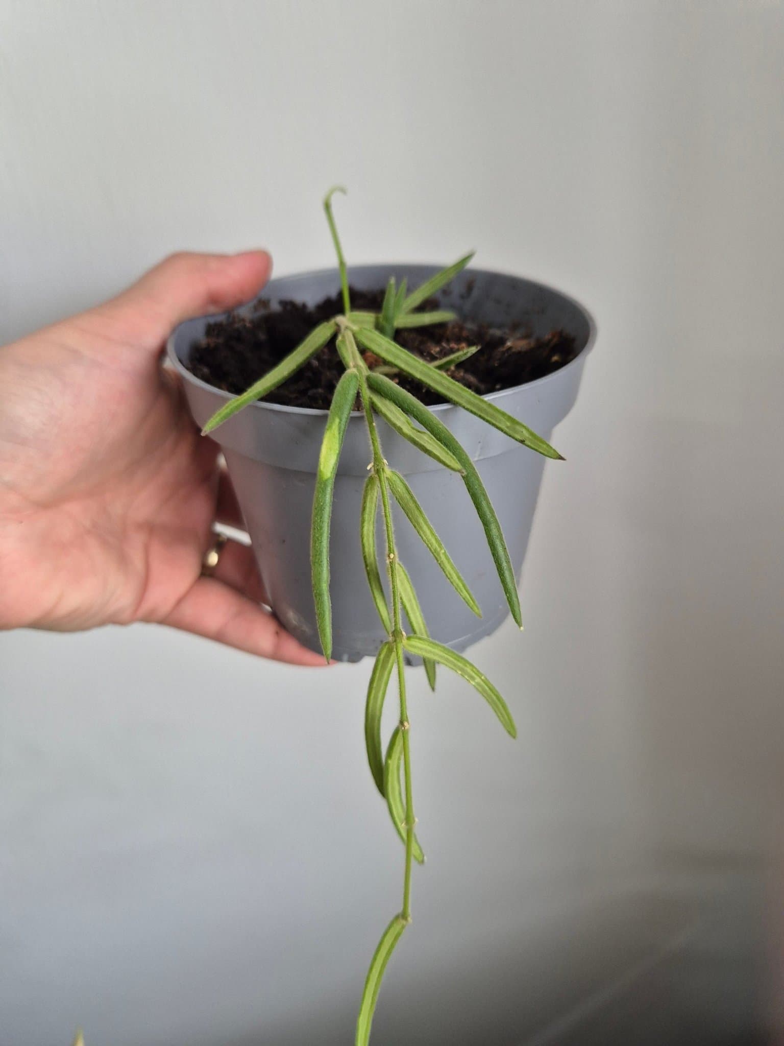 Hoya linearis