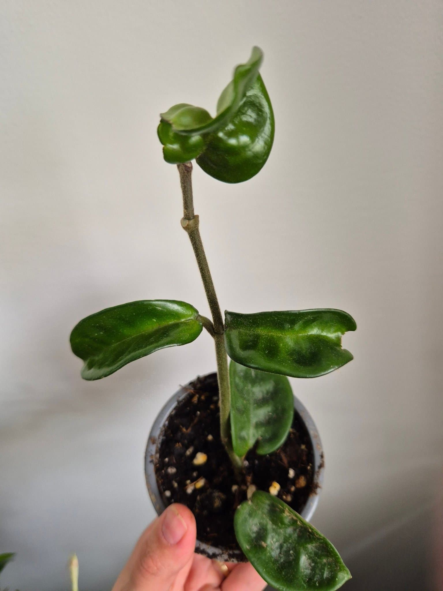 Hoya krinkle