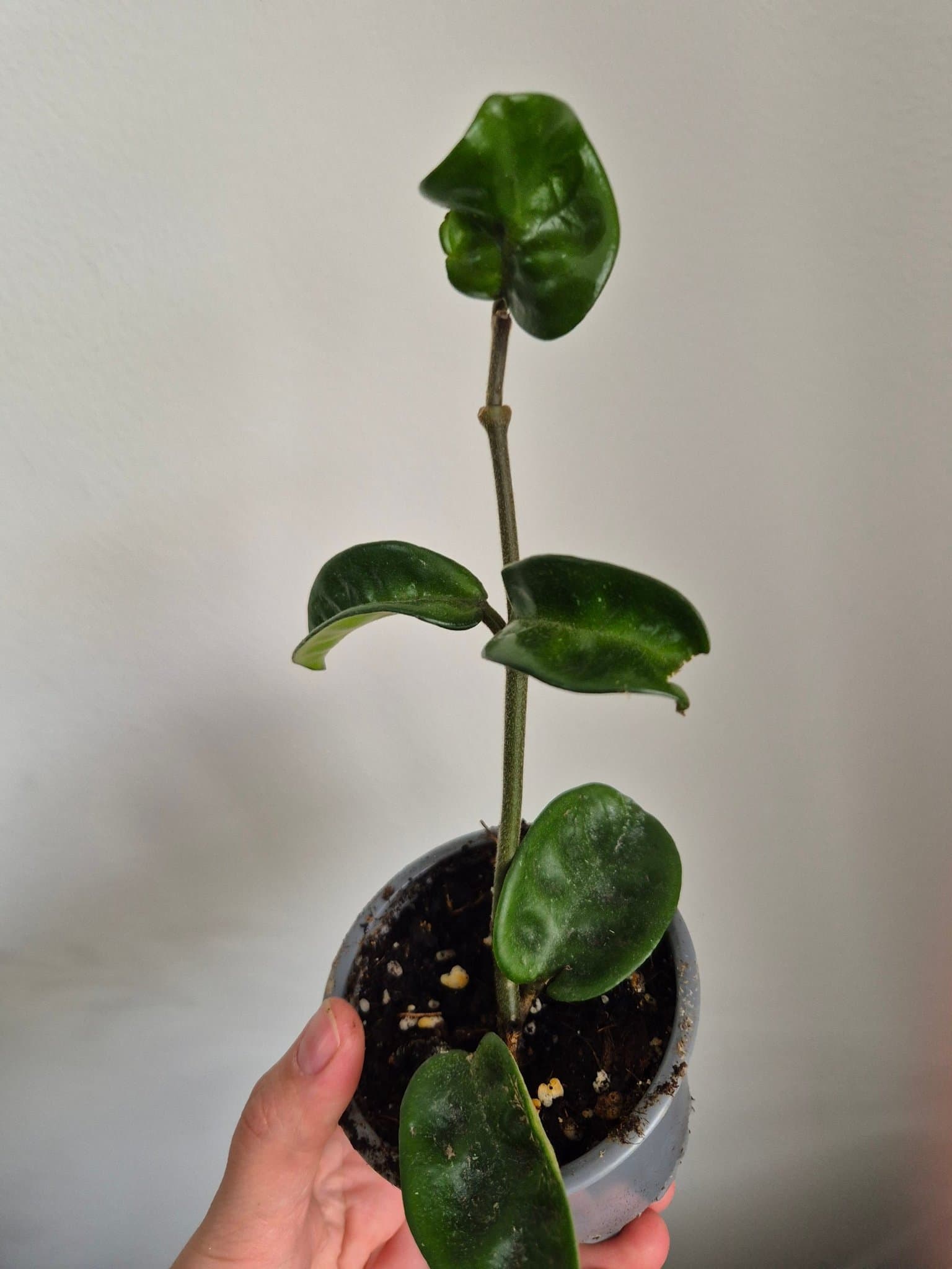 Hoya krinkle