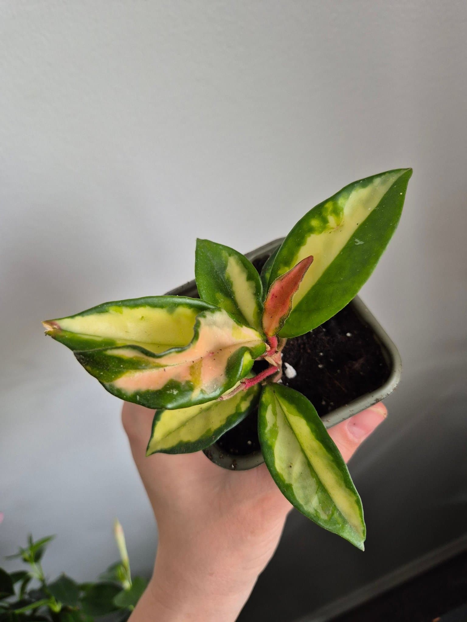 Hoya Carnosa tricolor