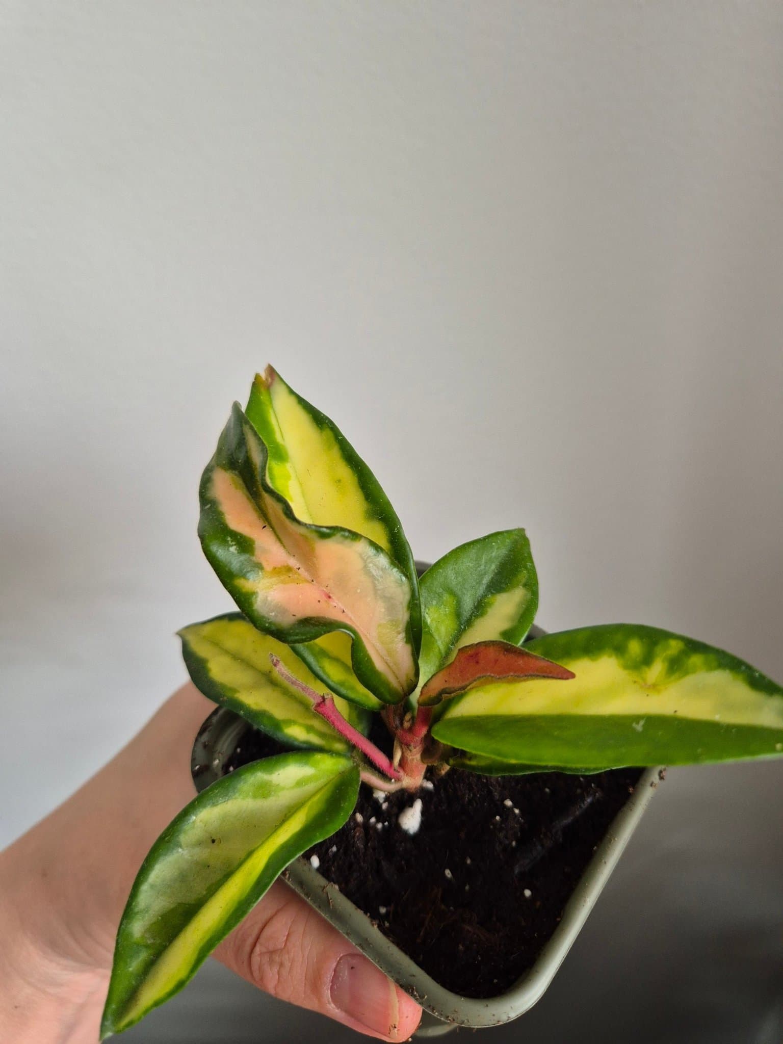 Hoya Carnosa tricolor