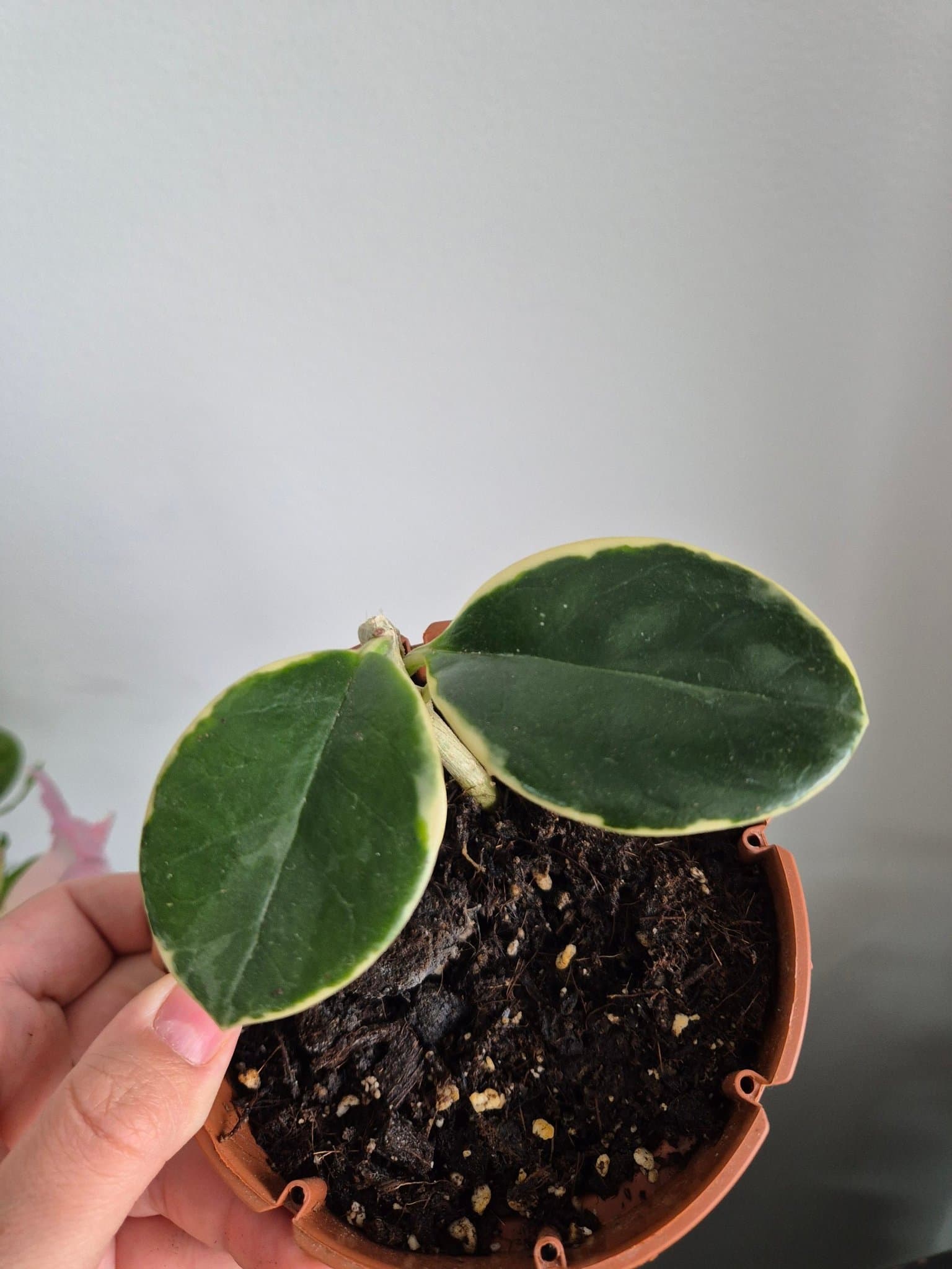 Hoya Australis